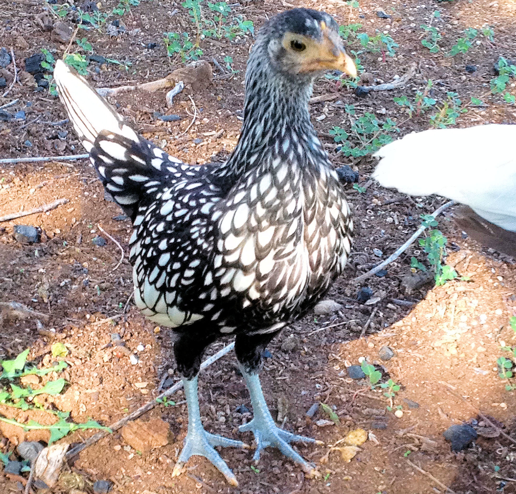 The Babies are 9 Weeks Old! Here is Stain  (Silver Sebright)