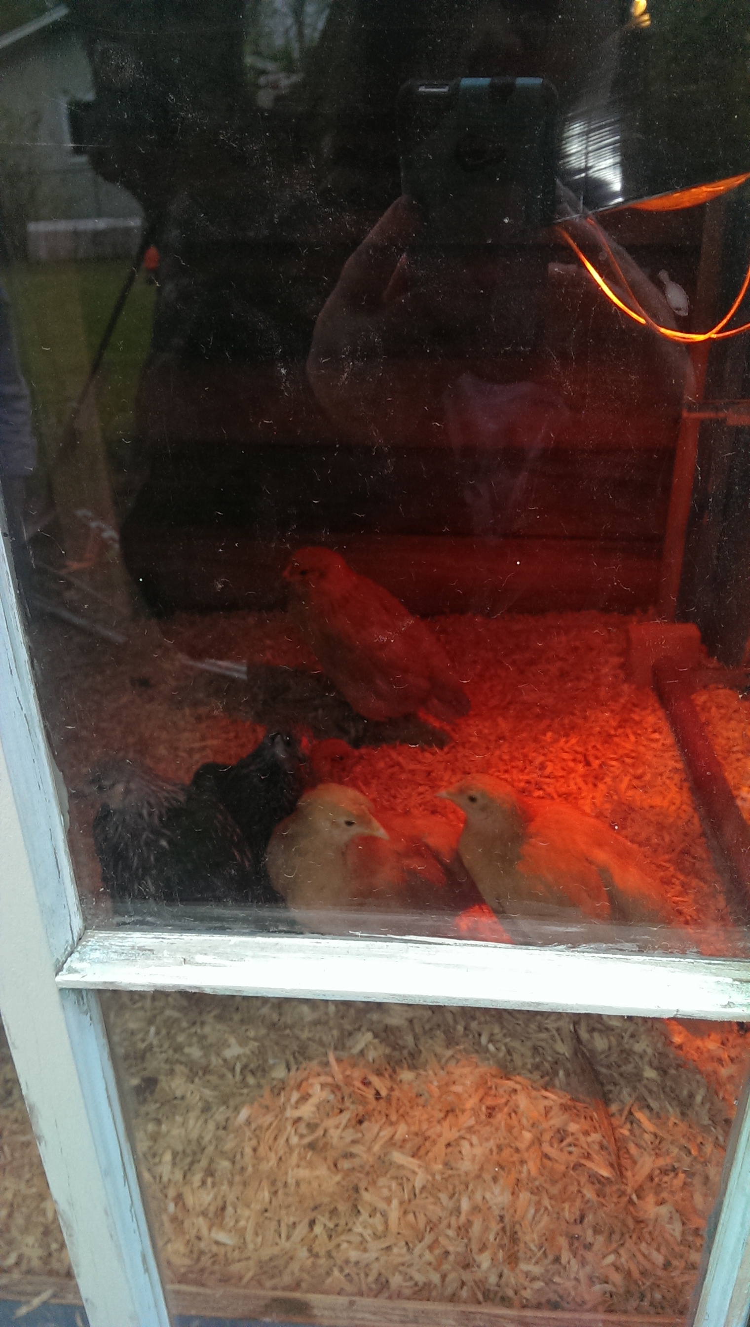 The babies are in their house, it got down to 39 last night so we turned on their light.