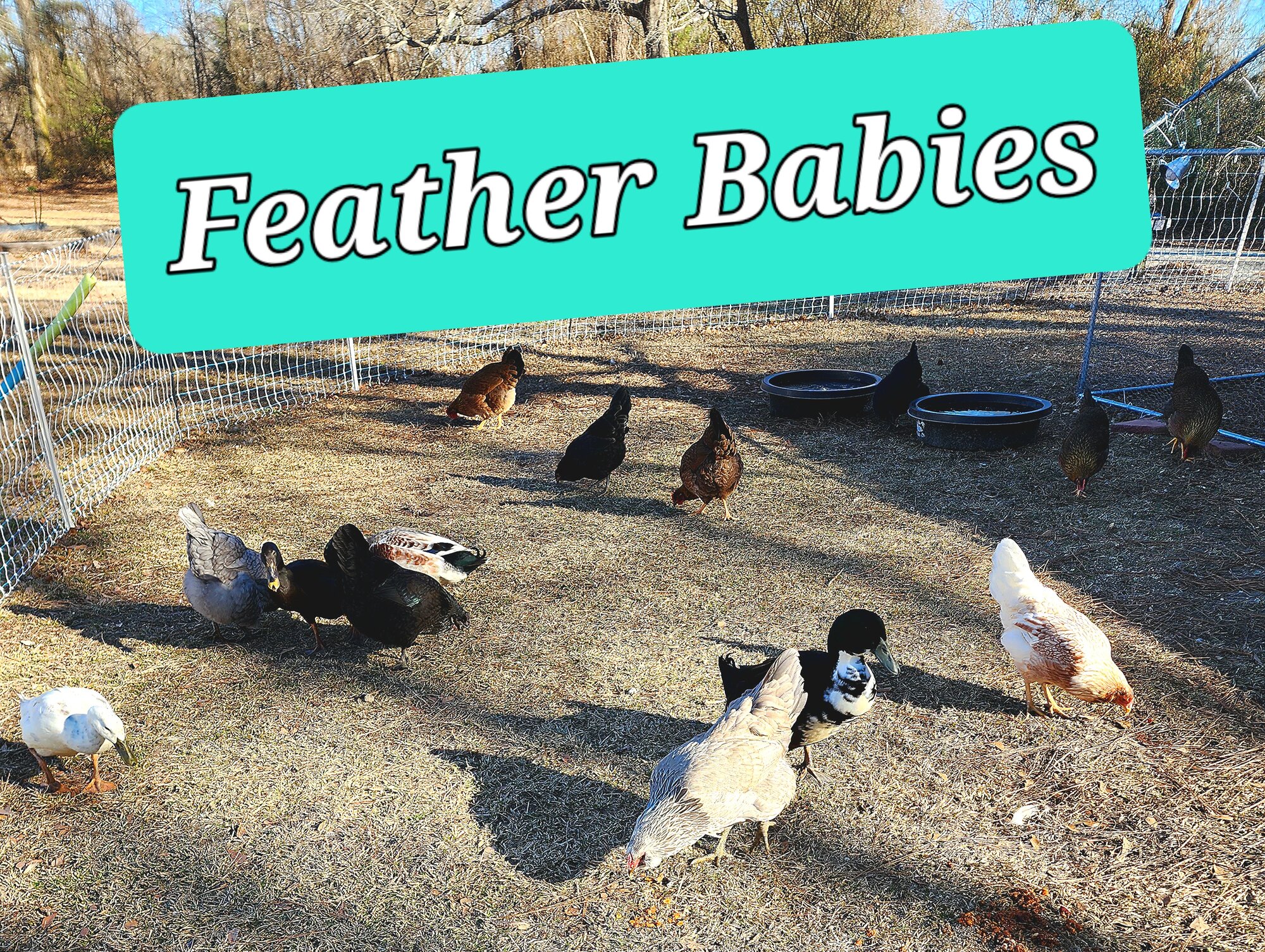 The babies at the ranch