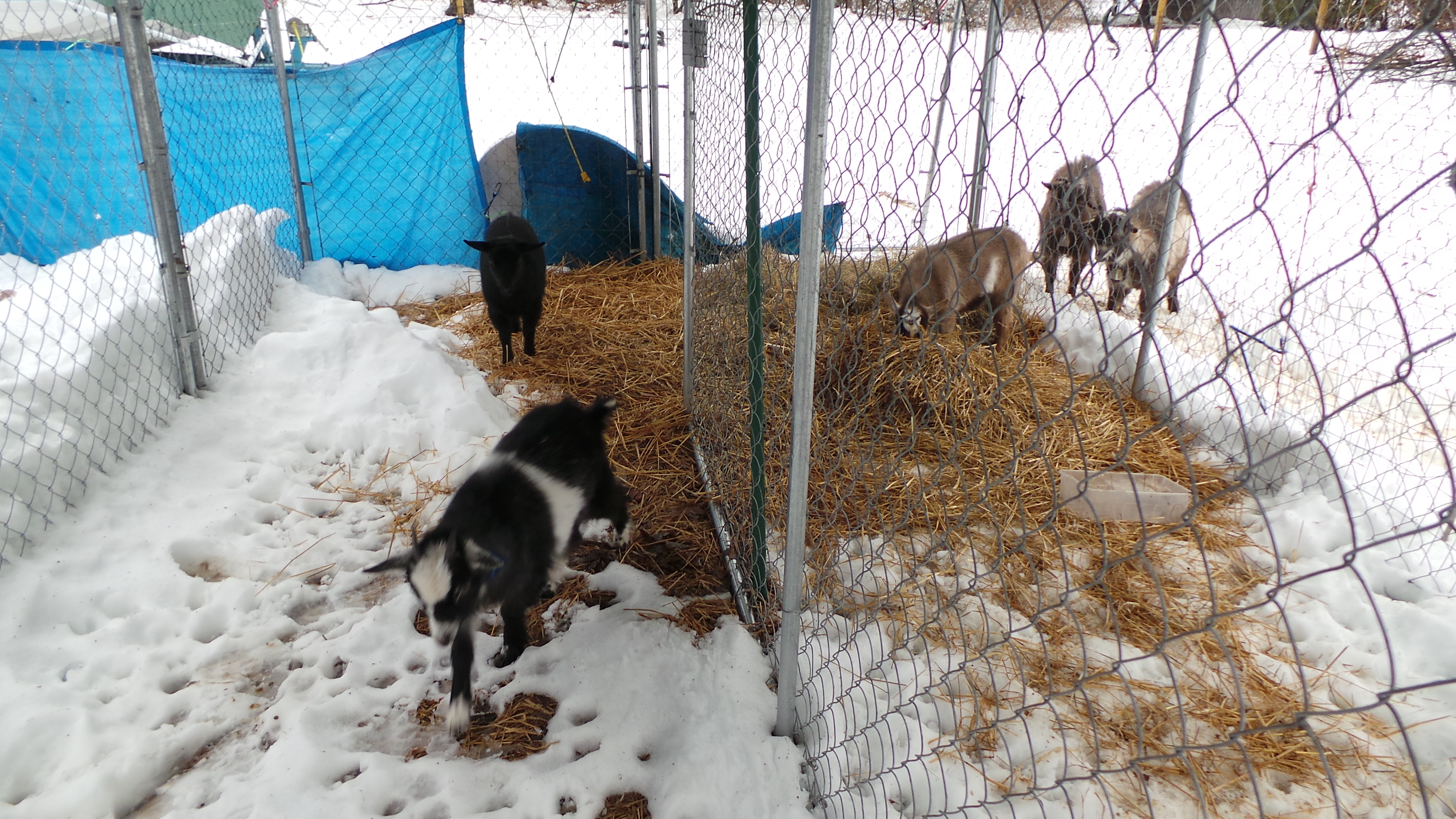The babies get play time today.And the bad boys dont like not getting to play.