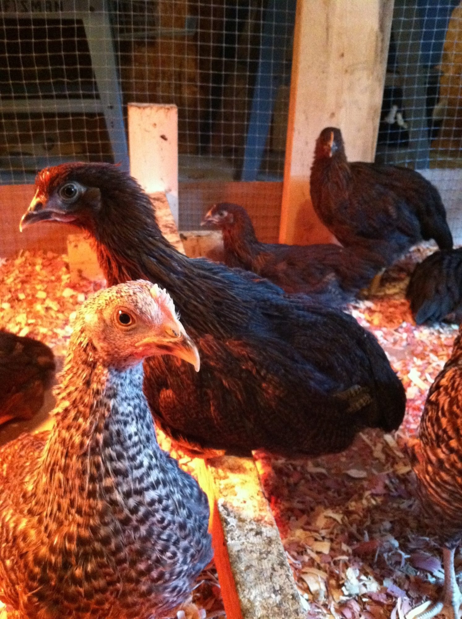 The babies getting bigger