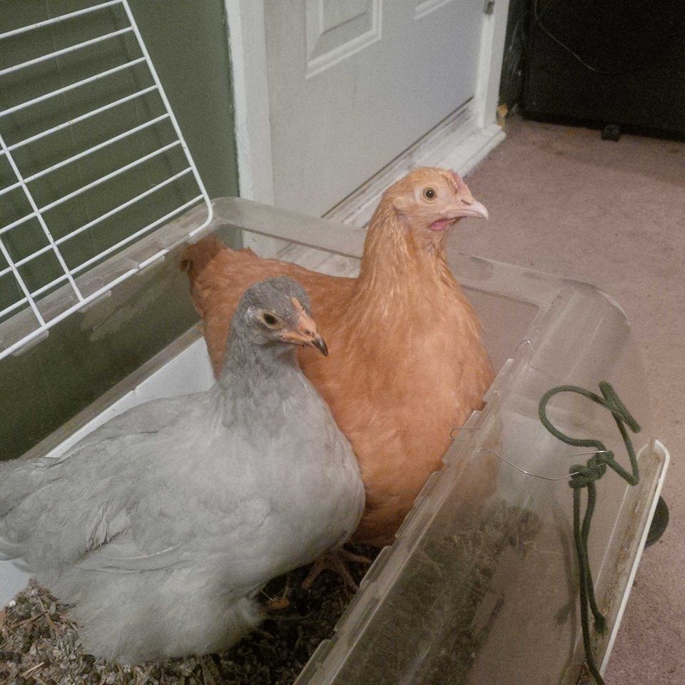 The babies I hatched at home