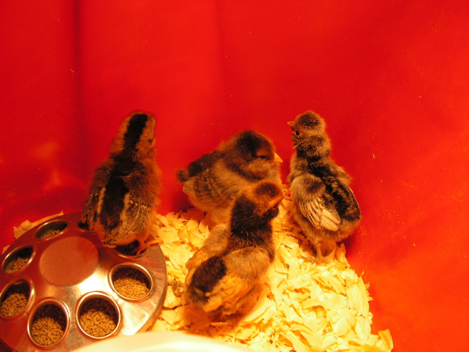 The babies... not big enough to go outside yet.... Brownie, Dolly, Kate, and Kevin ( who is probably  girl... lol!!!!)