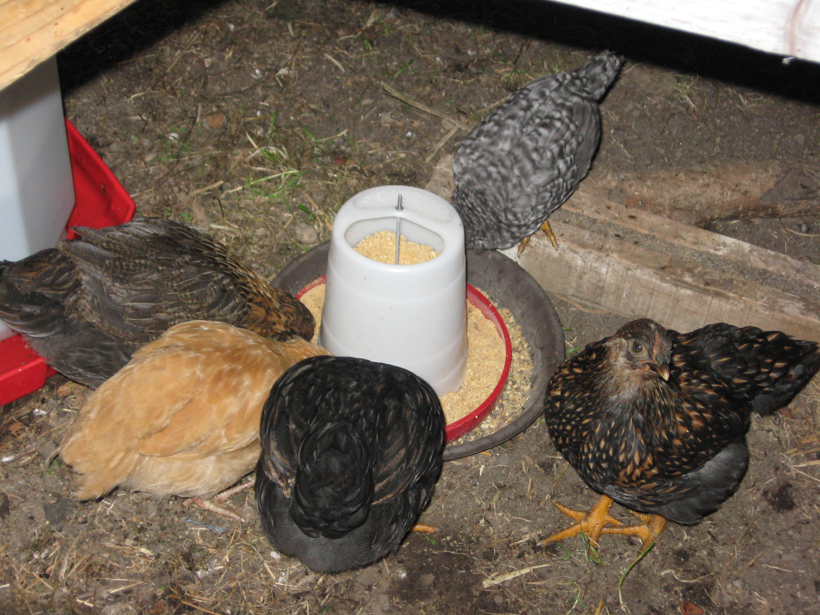 The Babies, or Flock #2