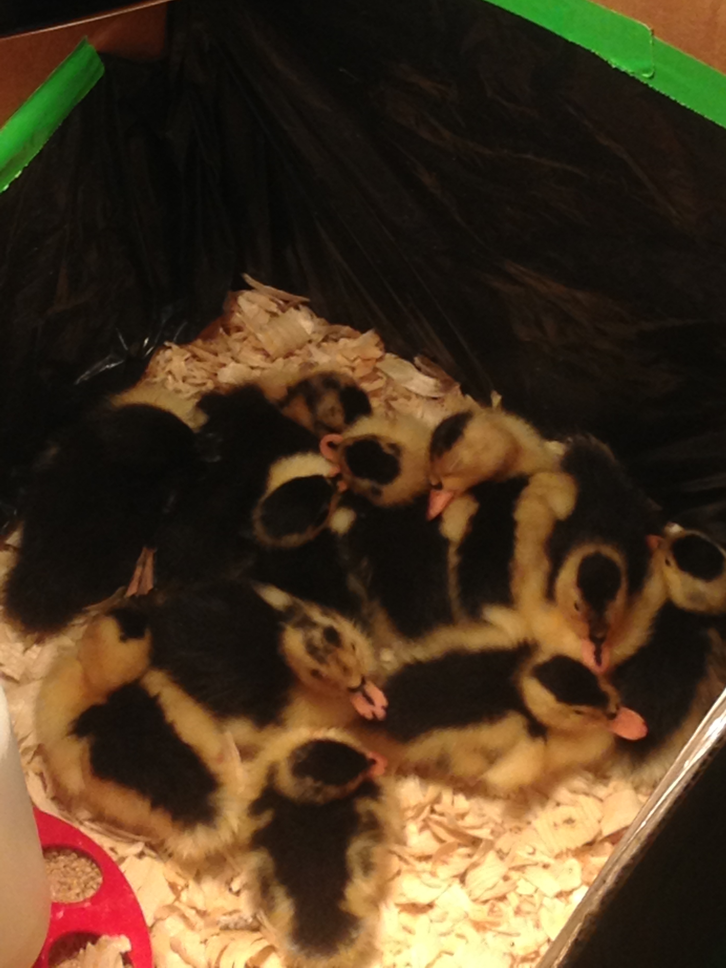 The babies resting in their new home. They are so dang cute! :-)