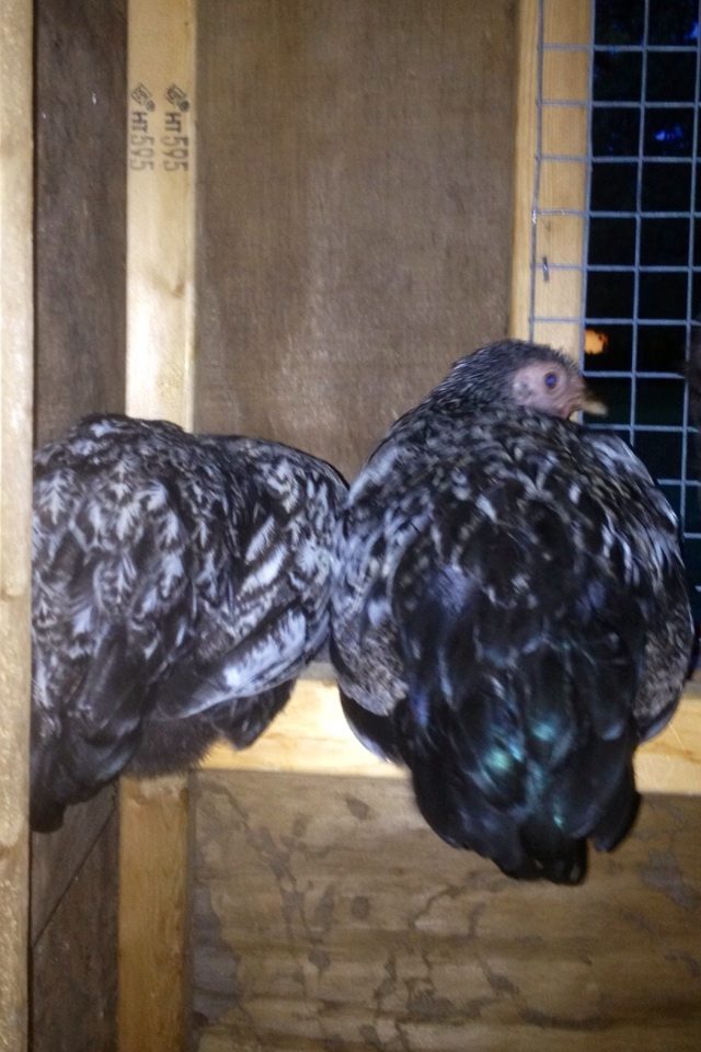 The babies roosting for the first time.