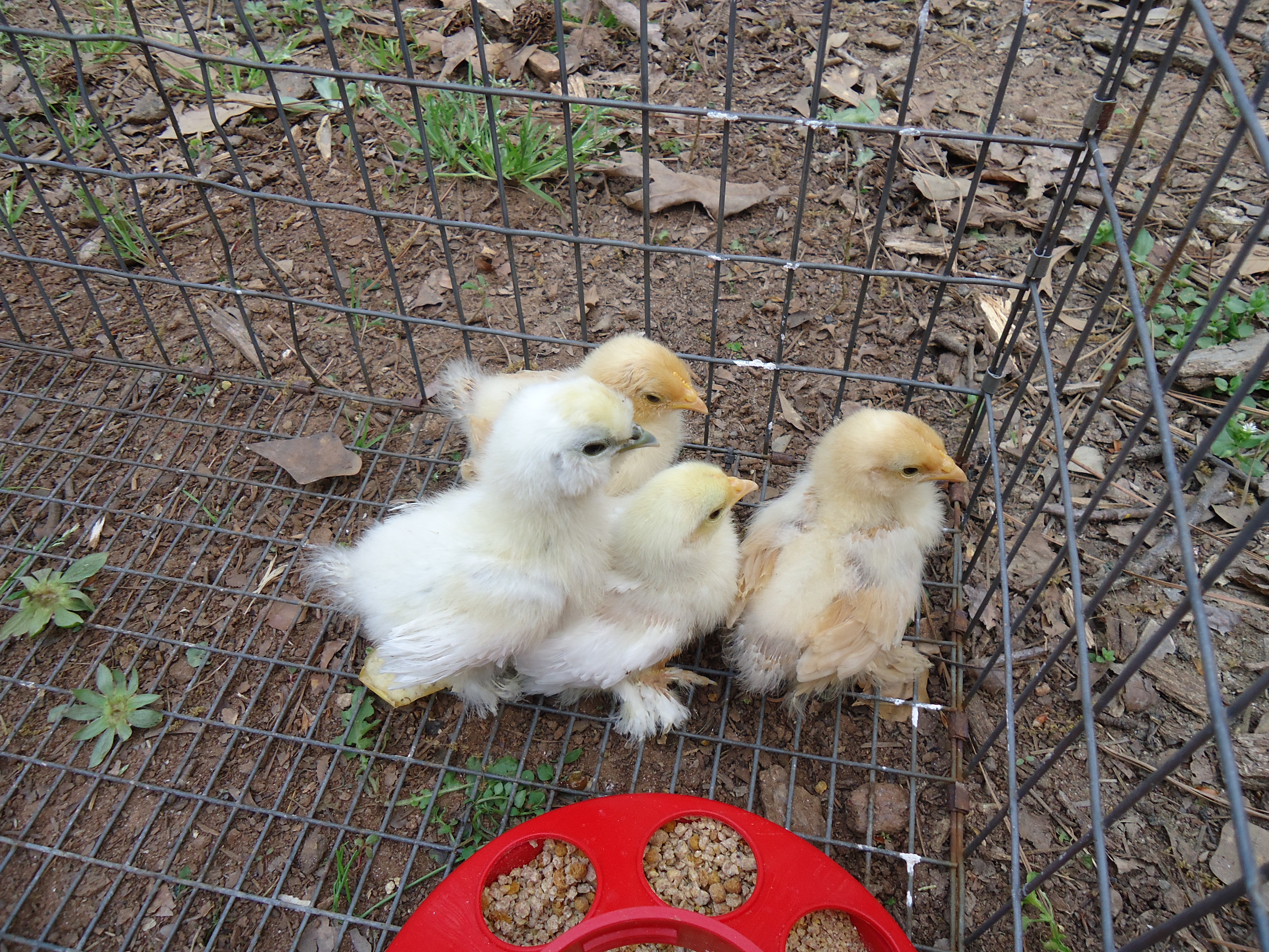 The Babies!