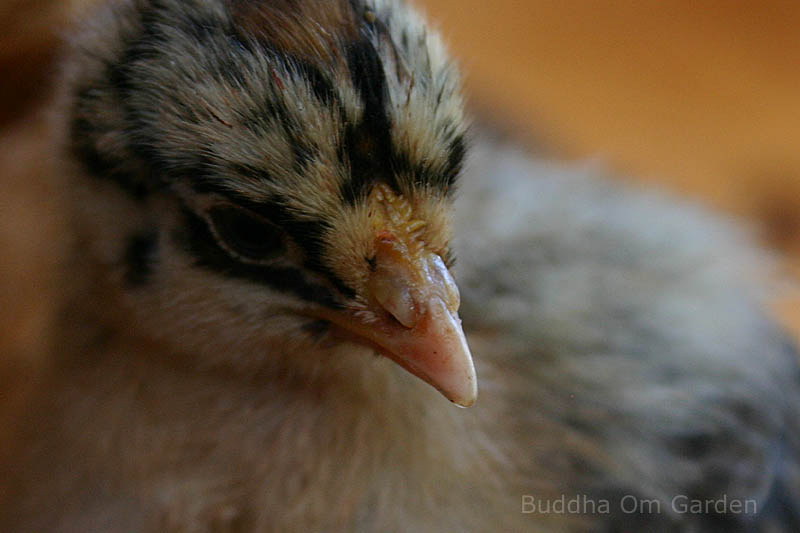 The baby chicks only got here last week, so this one is 8 days old, sat on my shoulder and I managed  to get a shot ....so - eehm - there's the buttercup comb :) just for fun