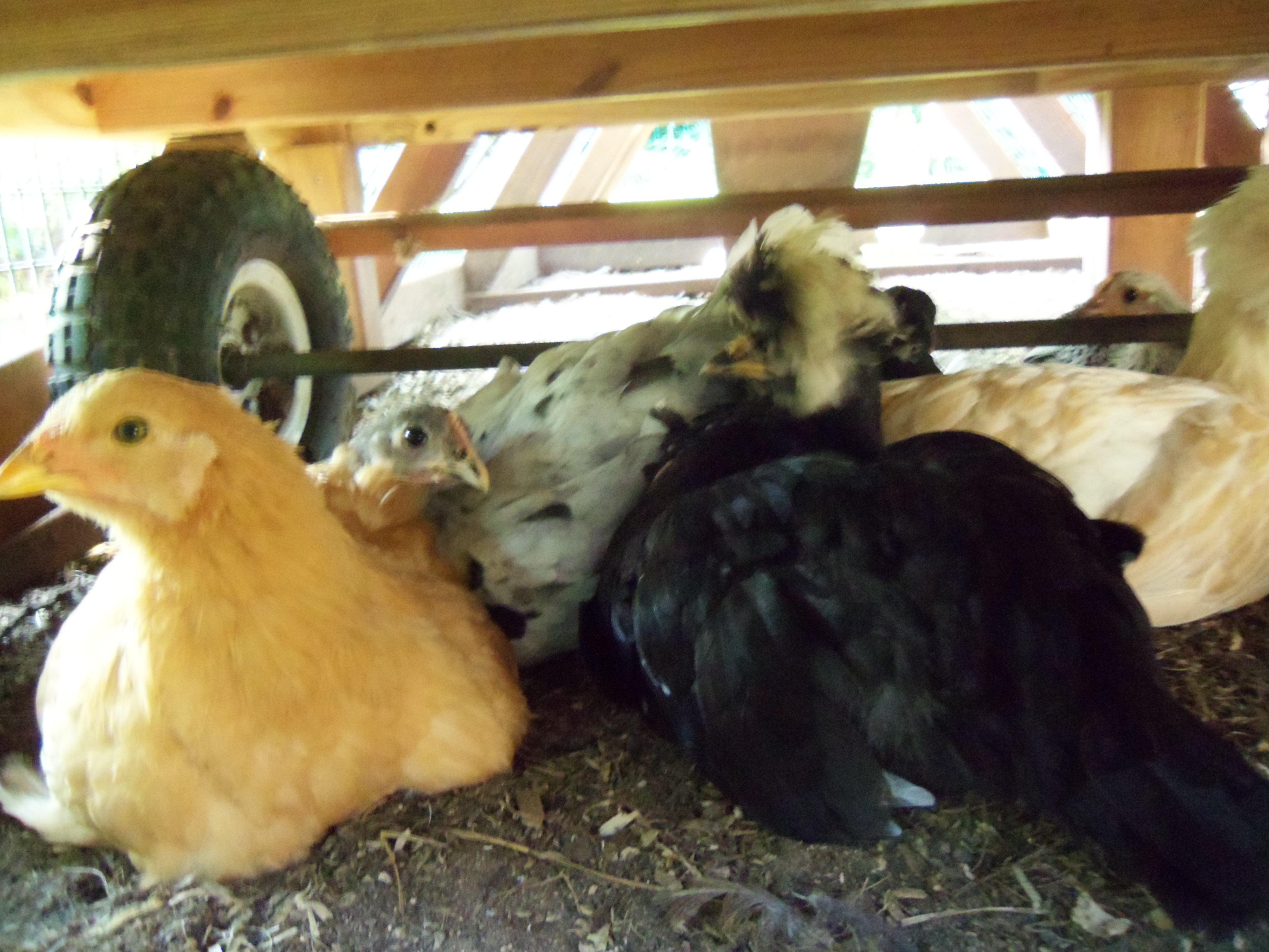 The baby flock all snuggled together under the coup!
