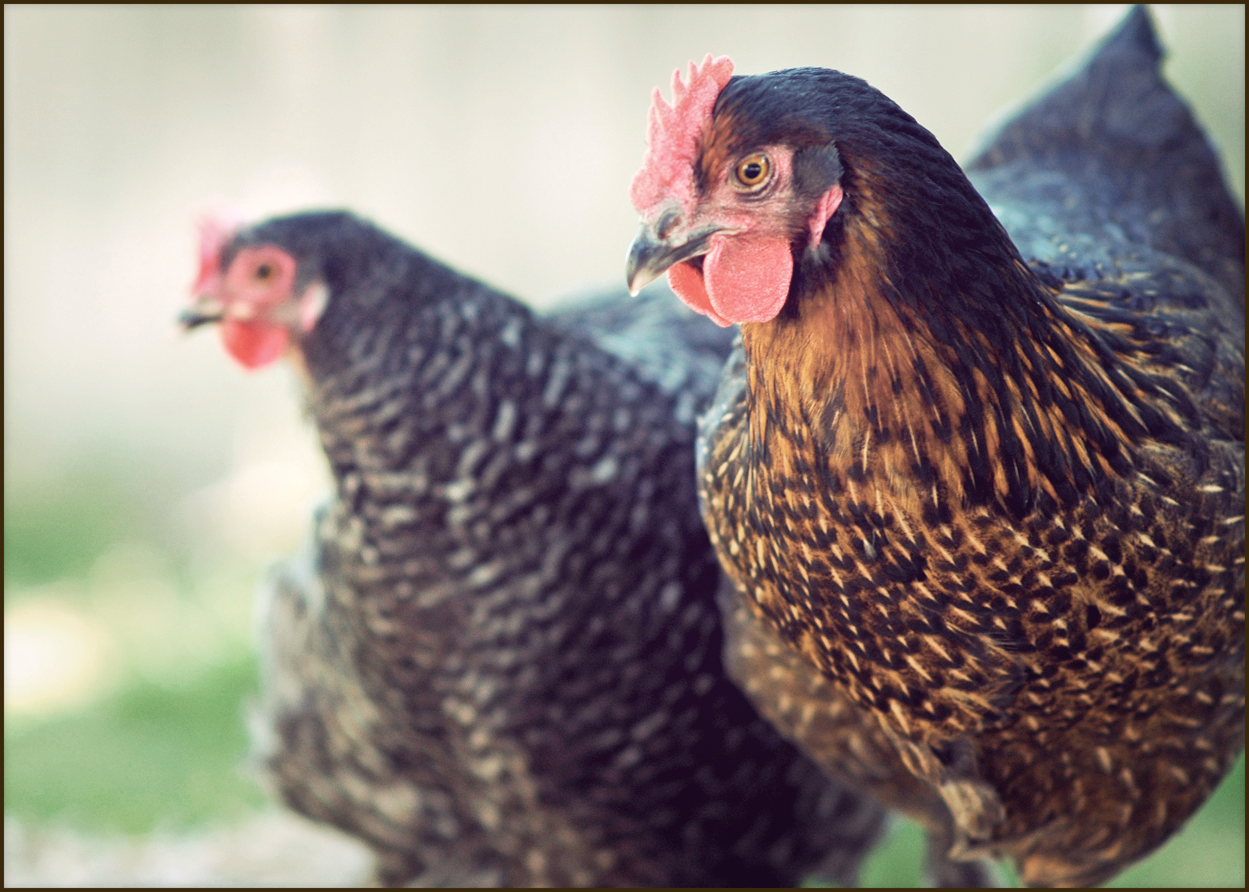 The bantam barred Cochin (who is the oldest) and our black copper Maran (who is the largest) are at the top of the pecking order in our flock.