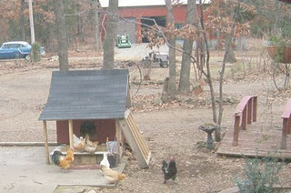 The bantam chickens took over Buddy's dog house.