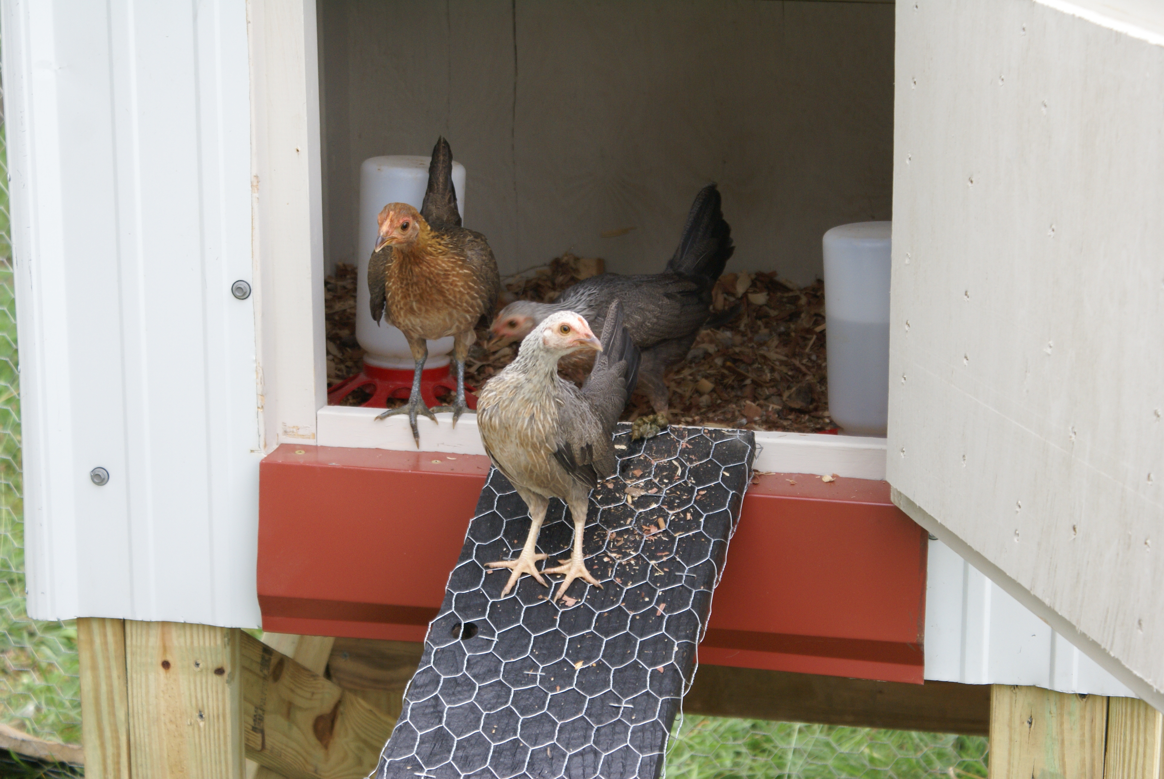 The Banties enjoying their new home.