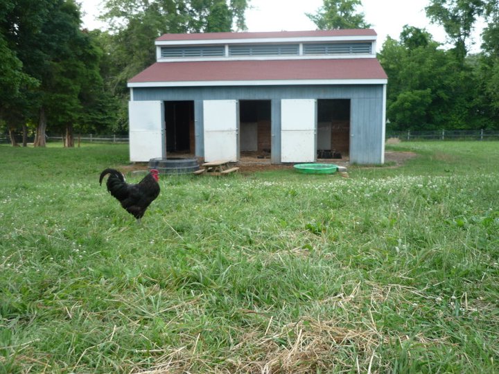 The barn with the leader of the "Barn Flock" Rosey