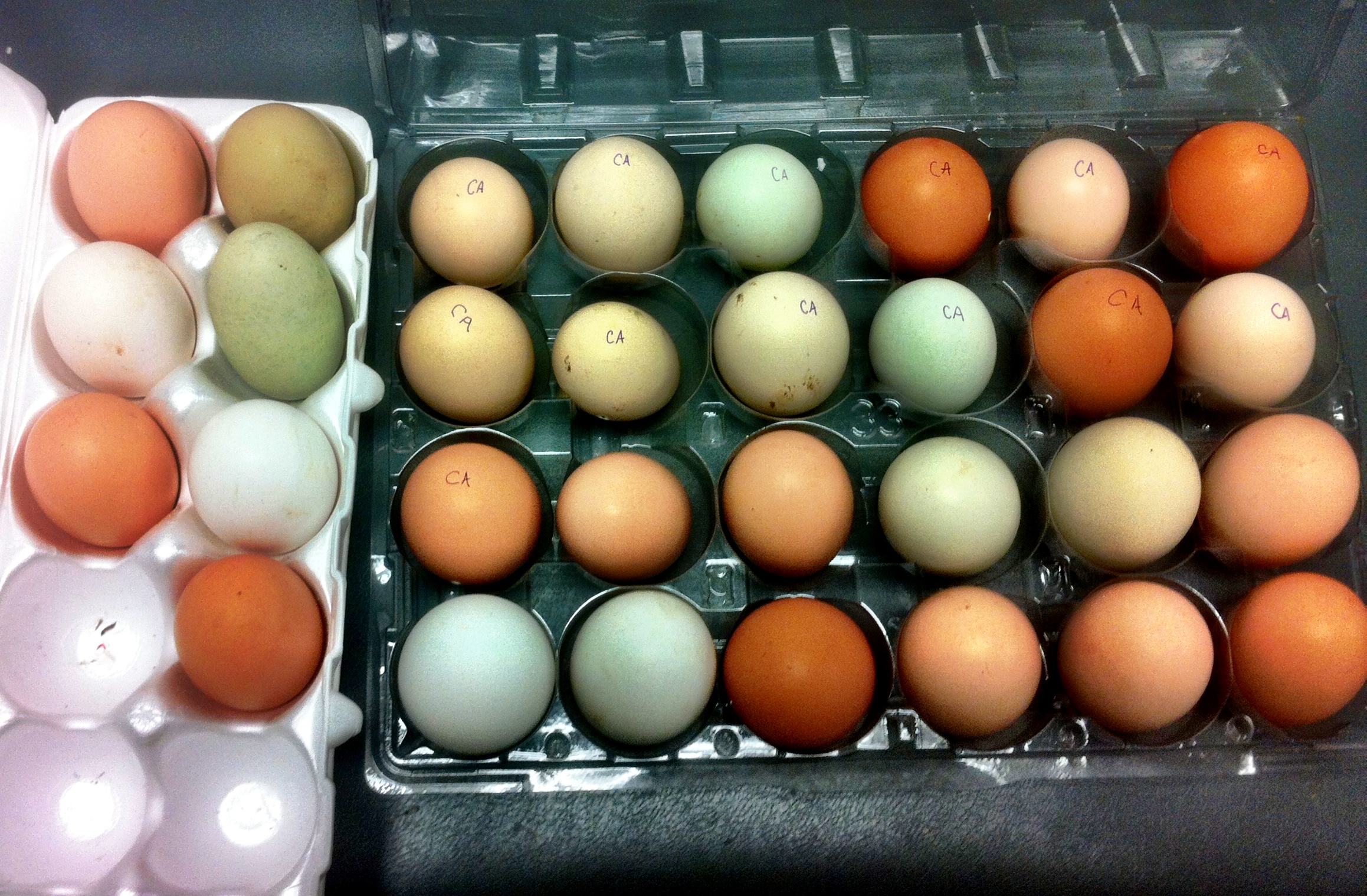 The "Barnyard Mix" of eggs that we're setting!  Some of them were shipped from California, and the rest were picked up locally!