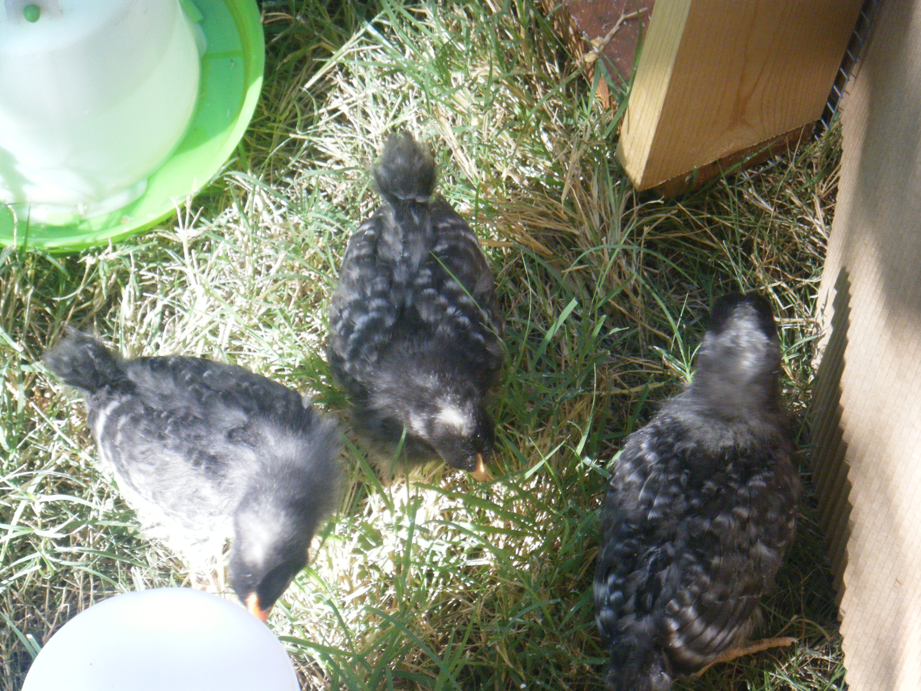 The Barred Rock gals at 6 weeks.