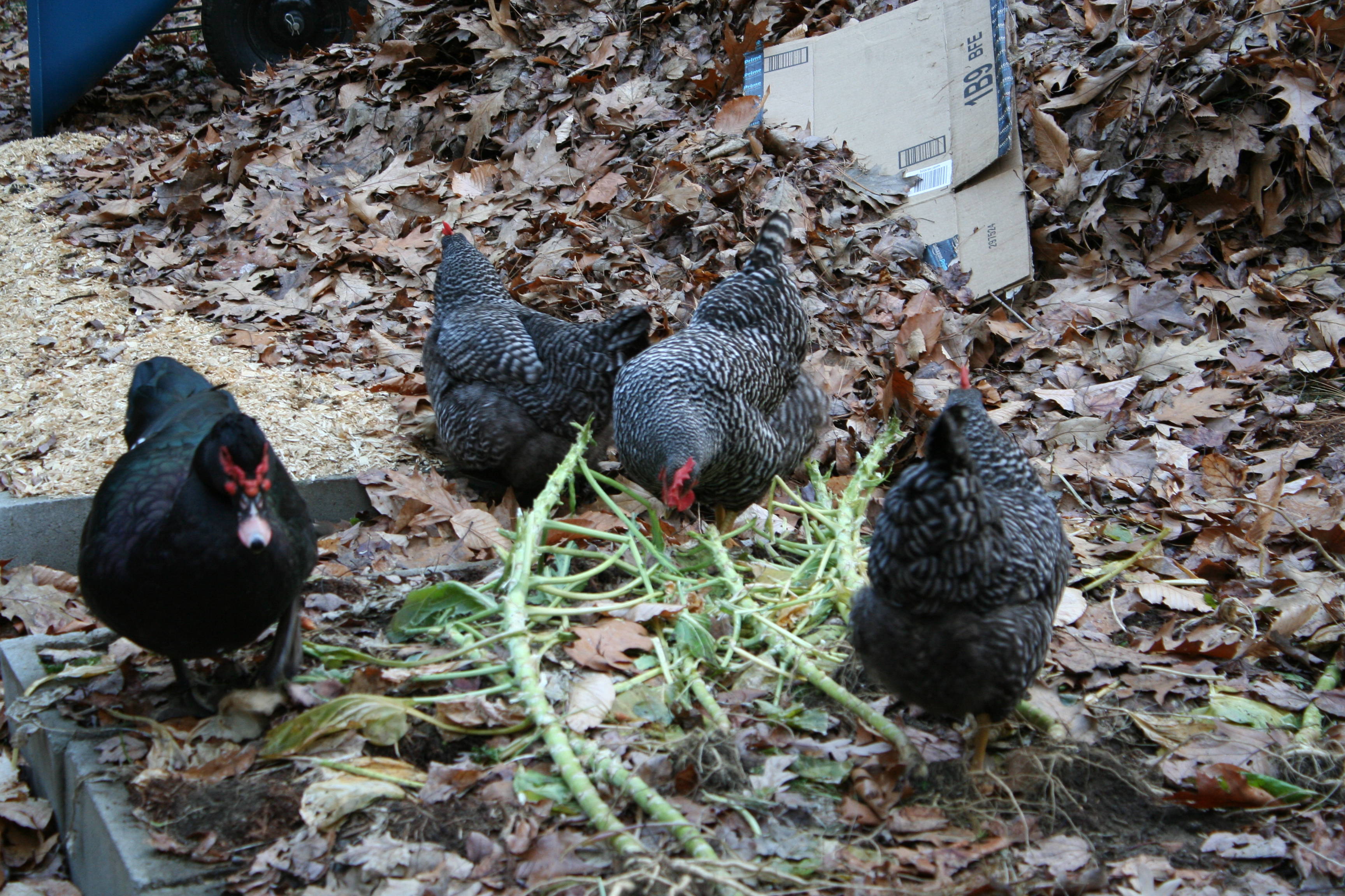The barred rock girls helping in the garden (cameo of my muscovy drake)