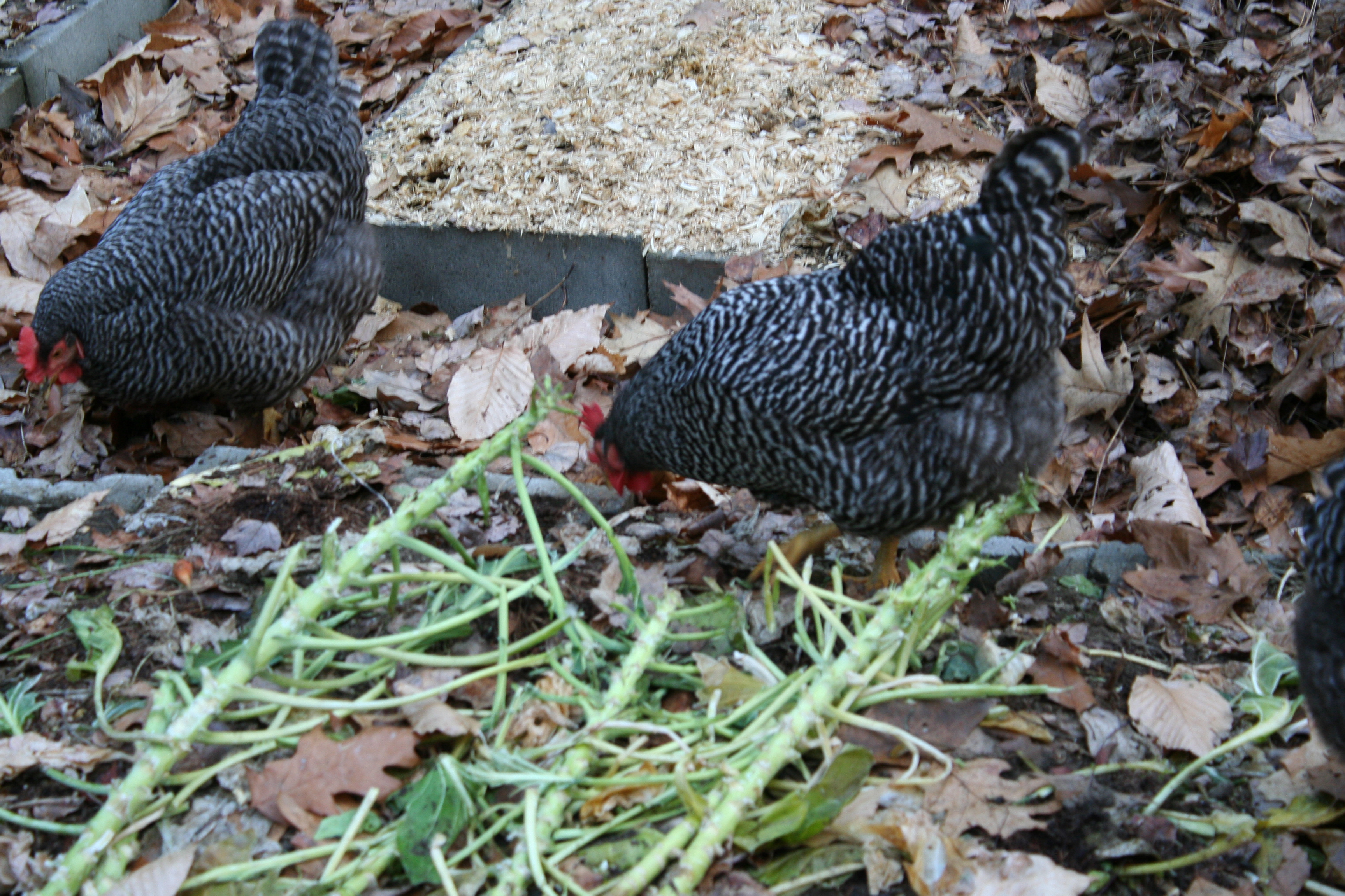 The barred rock girls helping in the garden