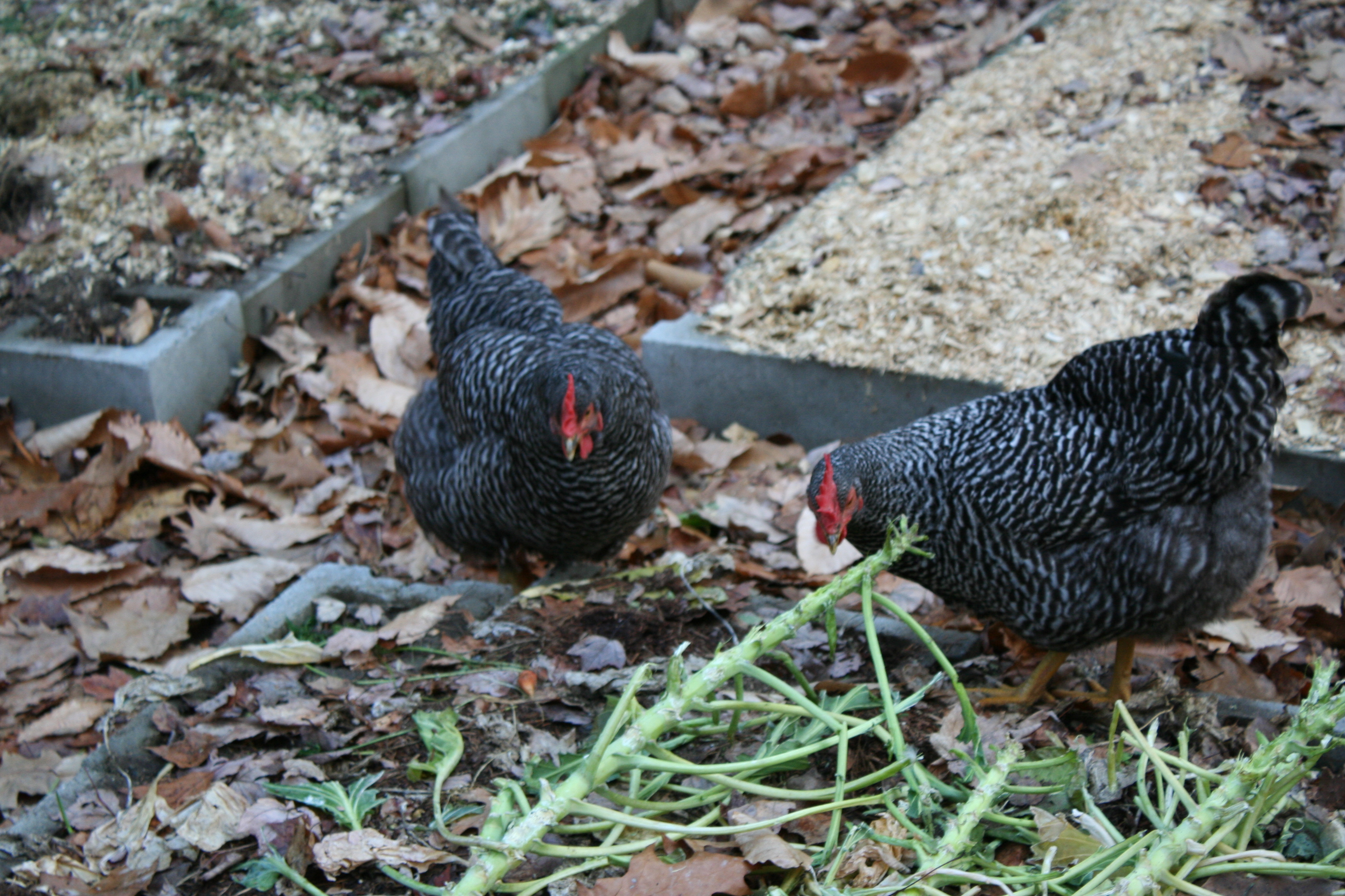 The barred rock girls helping in the garden