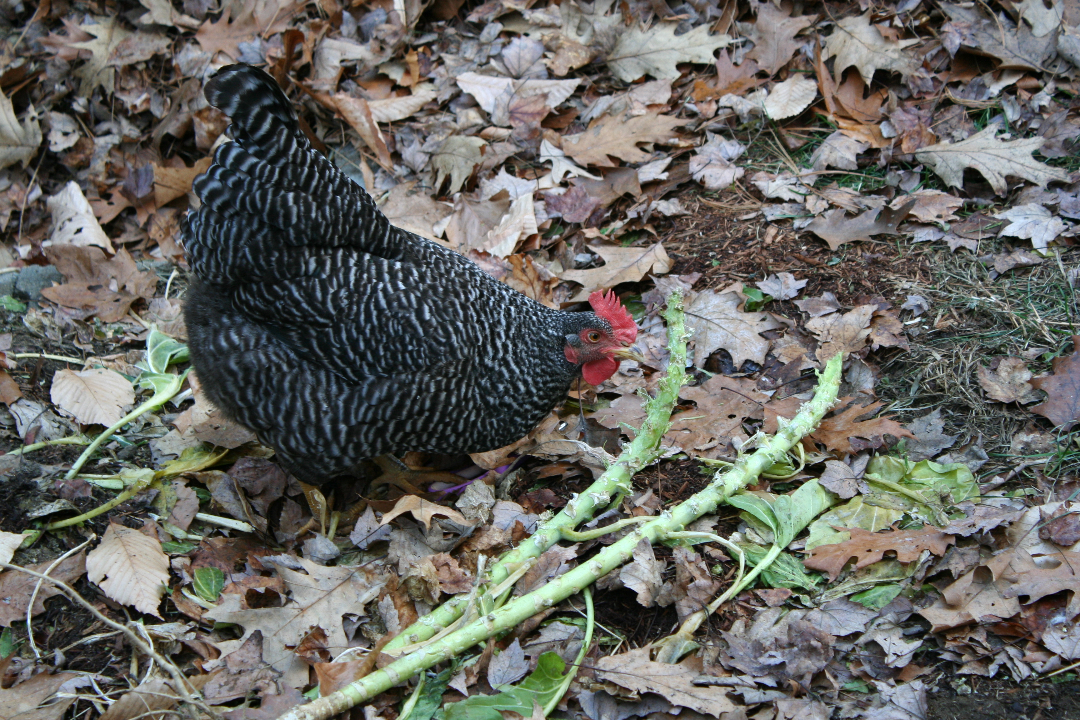 The barred rock girls helping in the garden