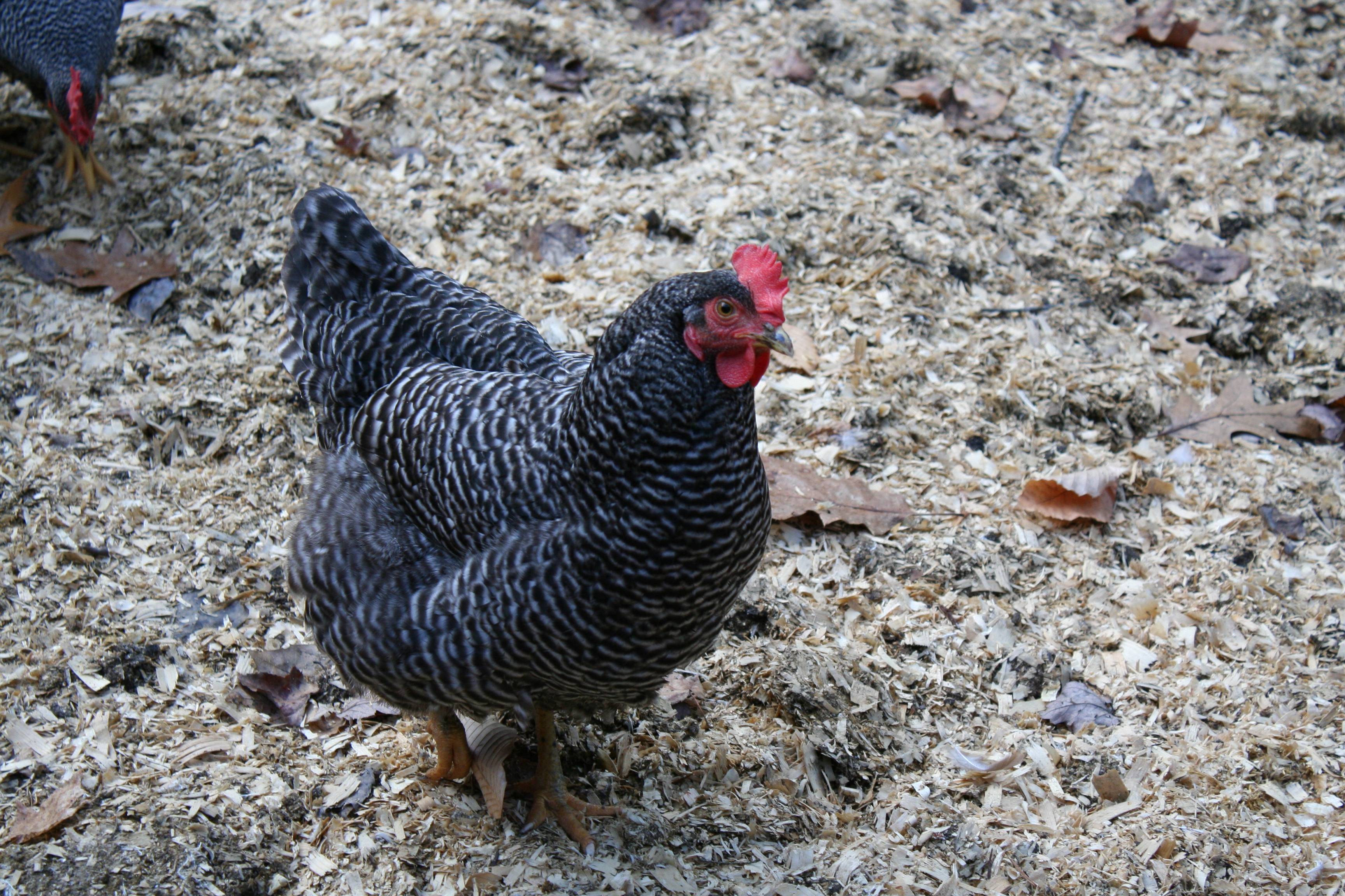 The barred rock girls helping in the garden