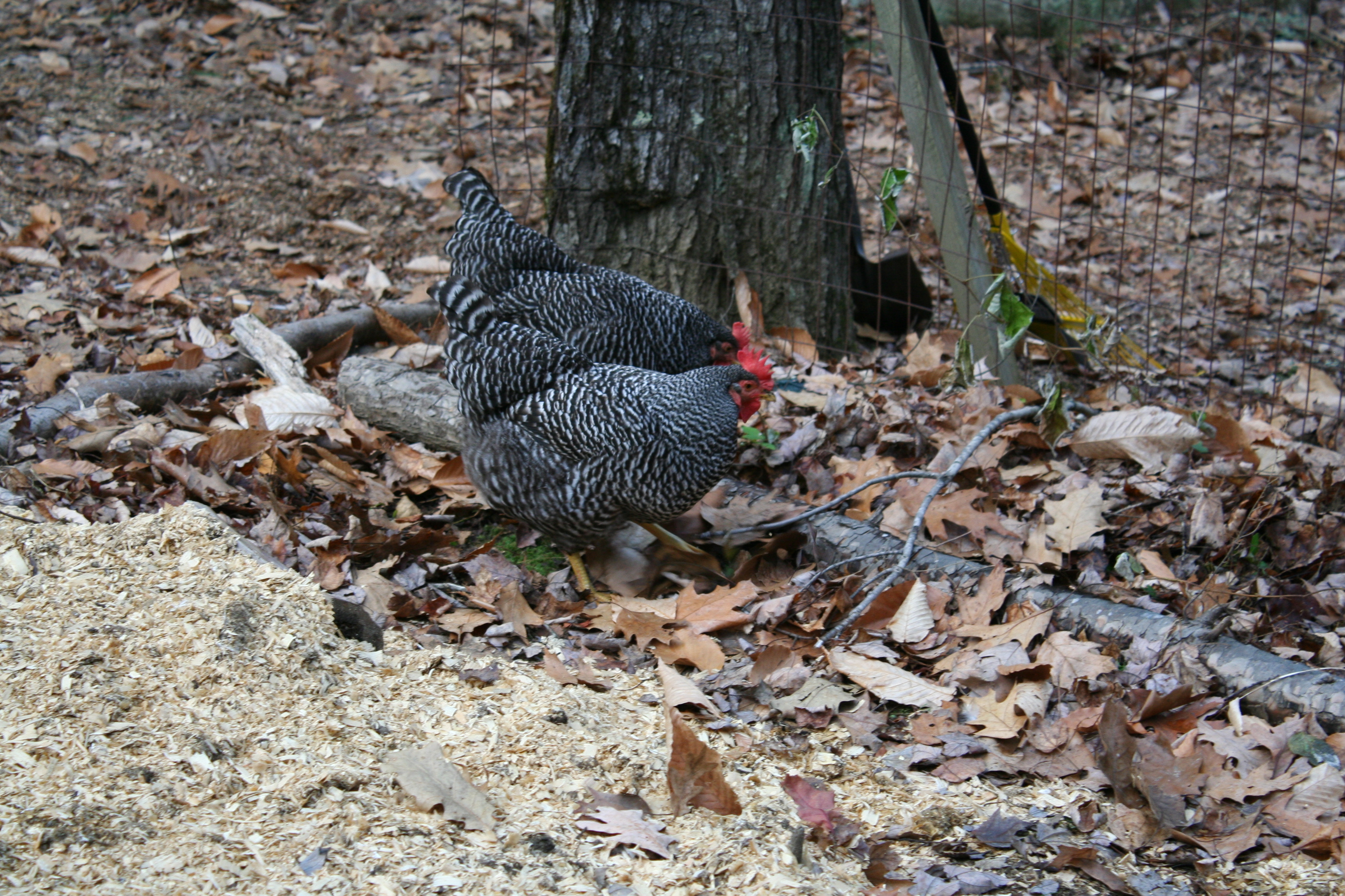 The barred rock girls helping in the garden