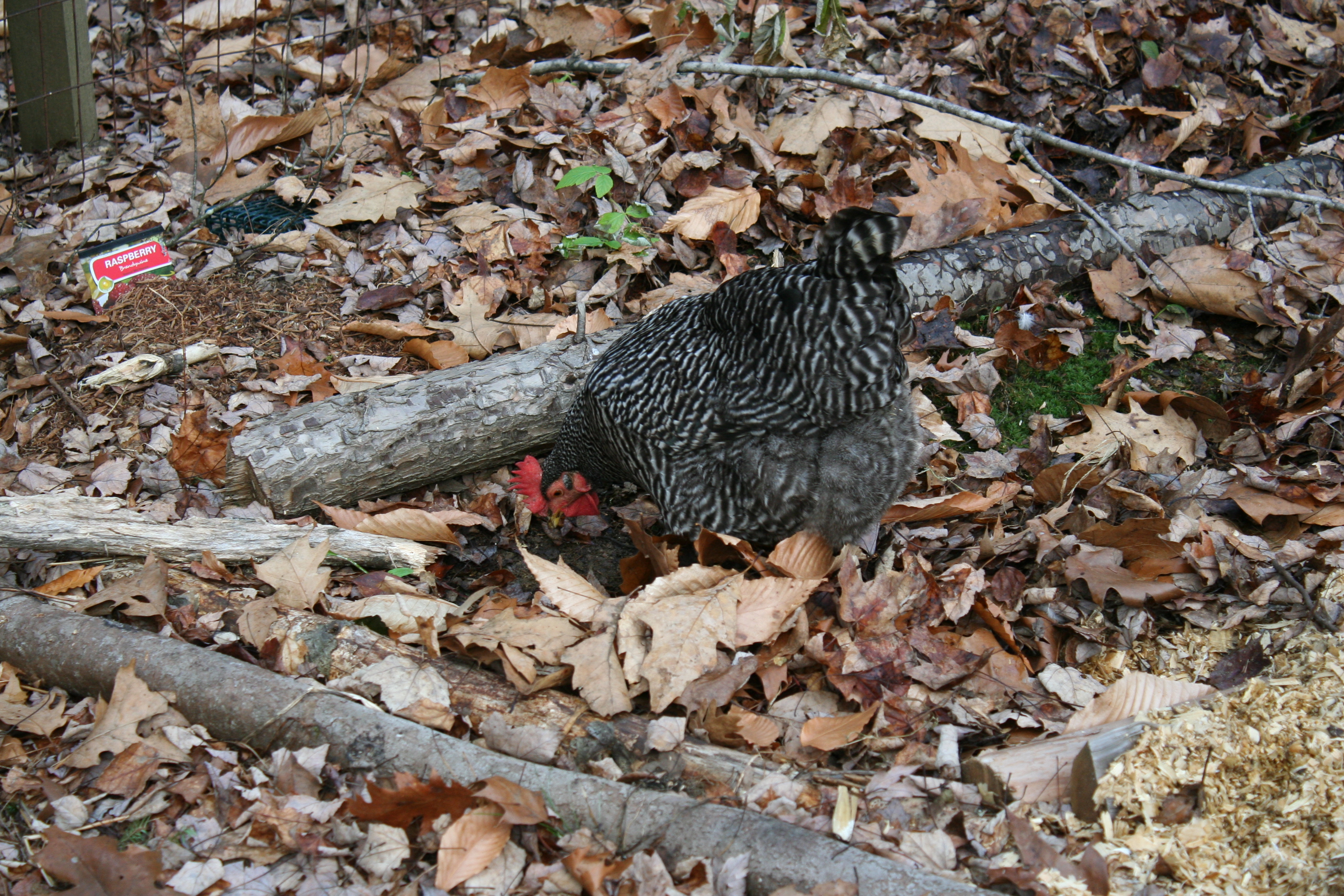 The barred rock girls helping in the garden
