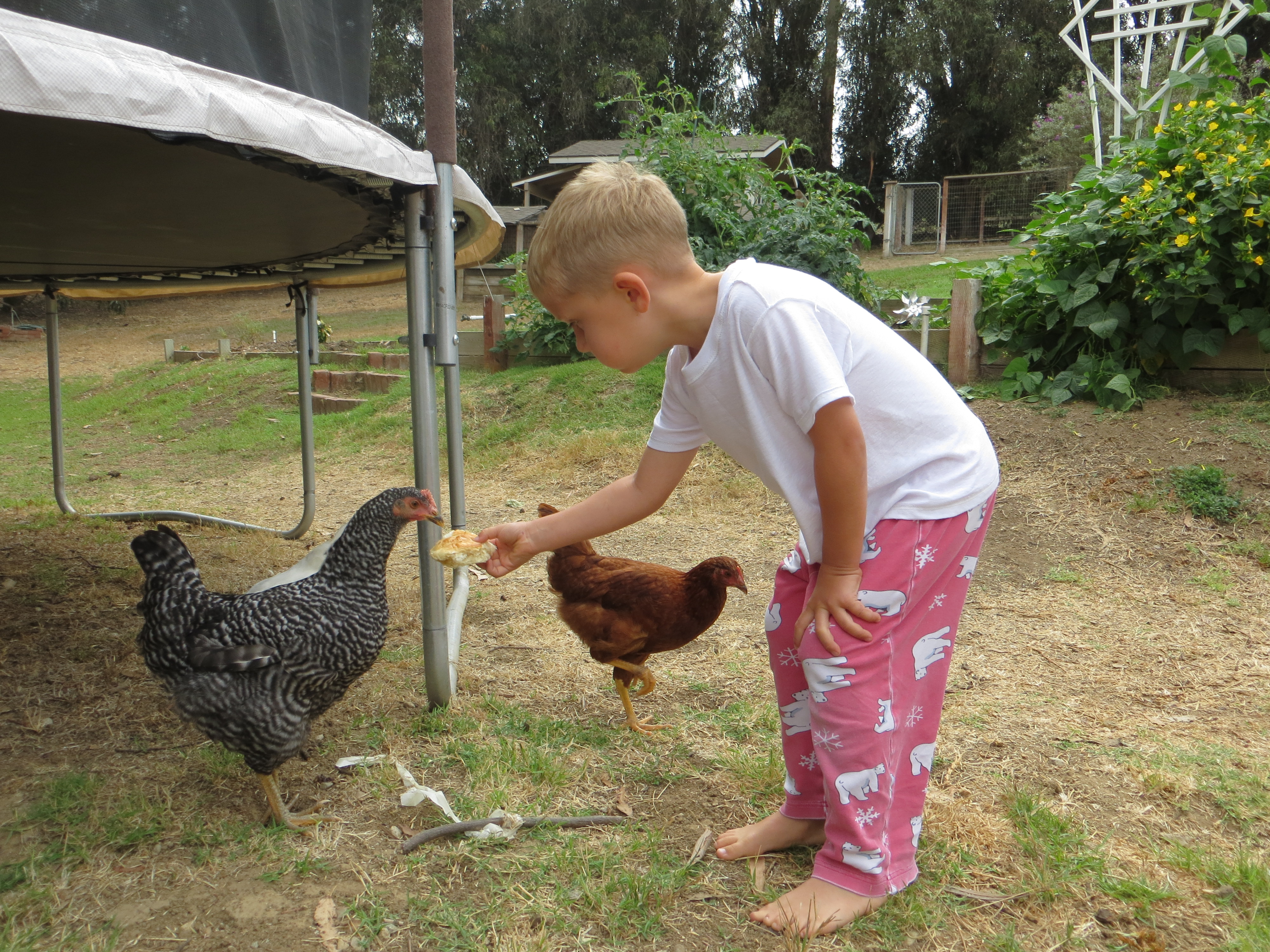 The Barred Rock is the friendliest of the four.