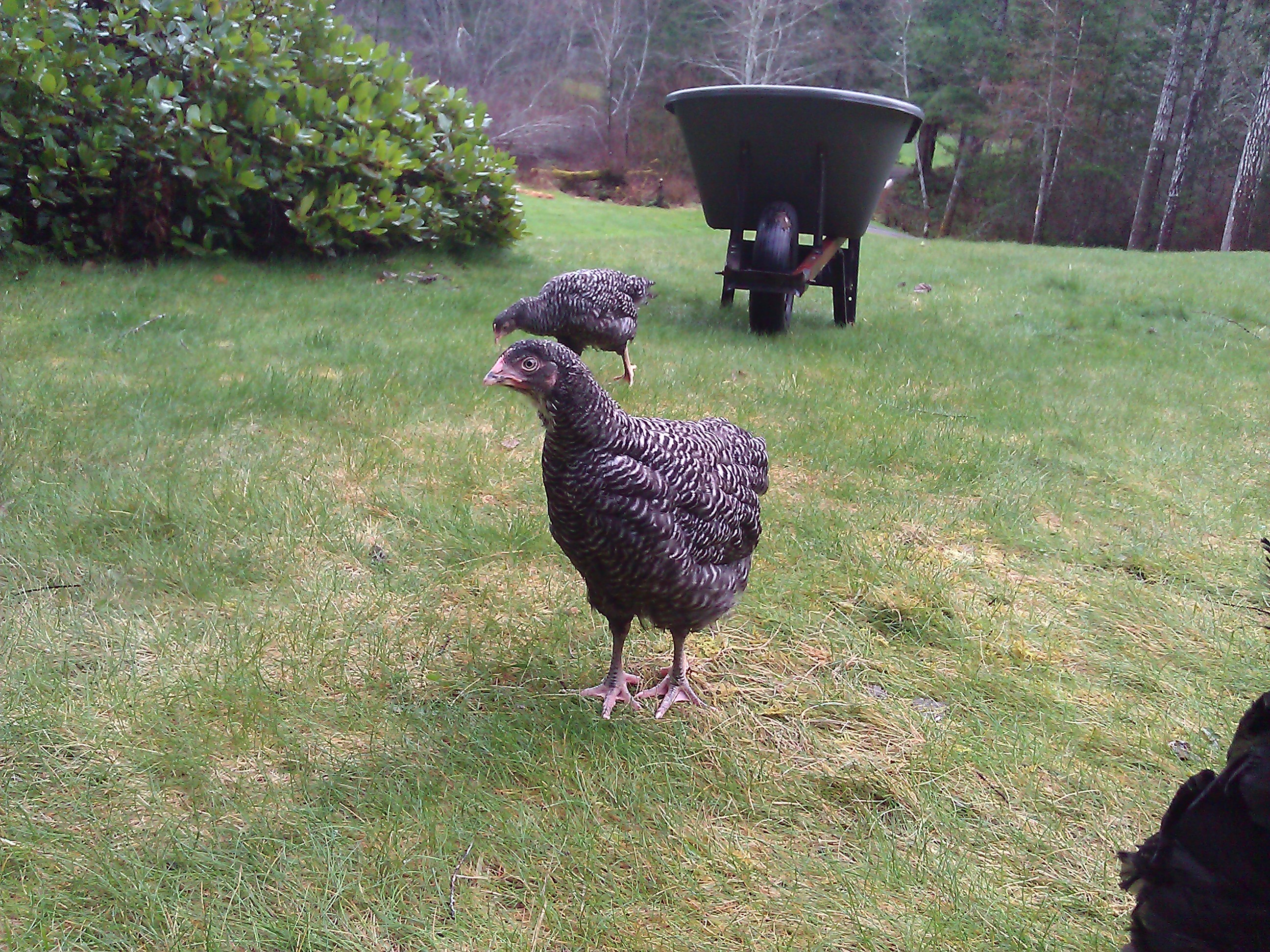 The Barred Rocks