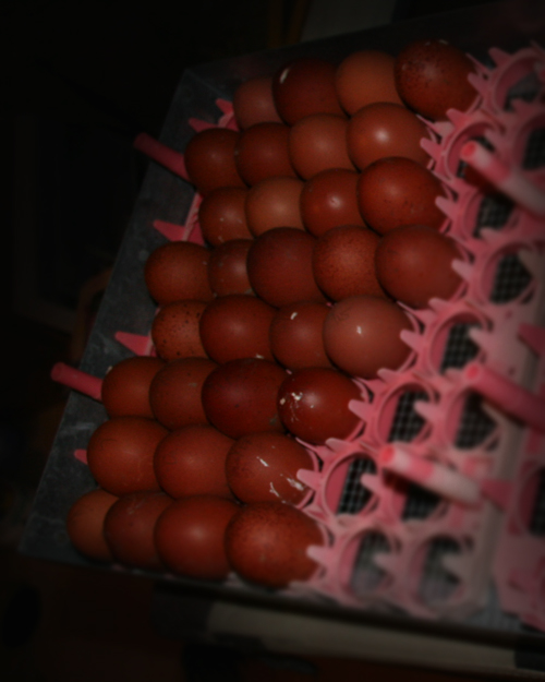 The BCM eggs going in.!!