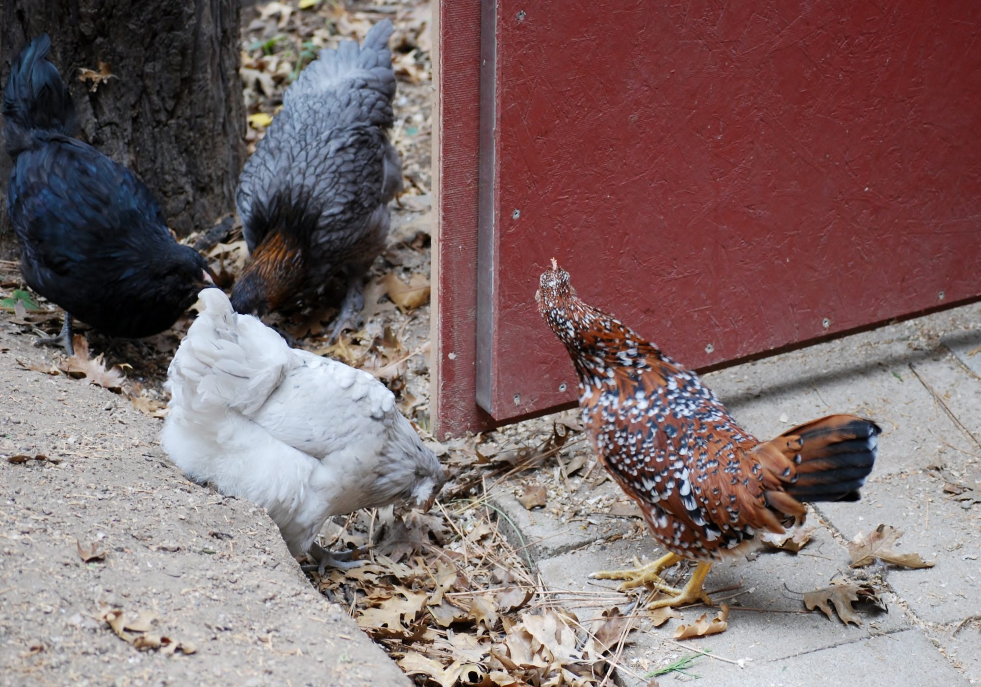 The Beard, Blue Bell, Owly, and Millie