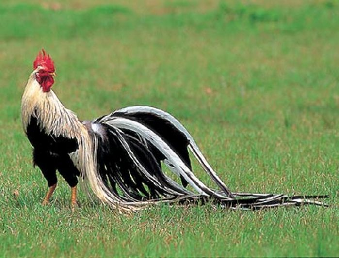 The beautiful Japanese heritage chicken breed, Yokoham