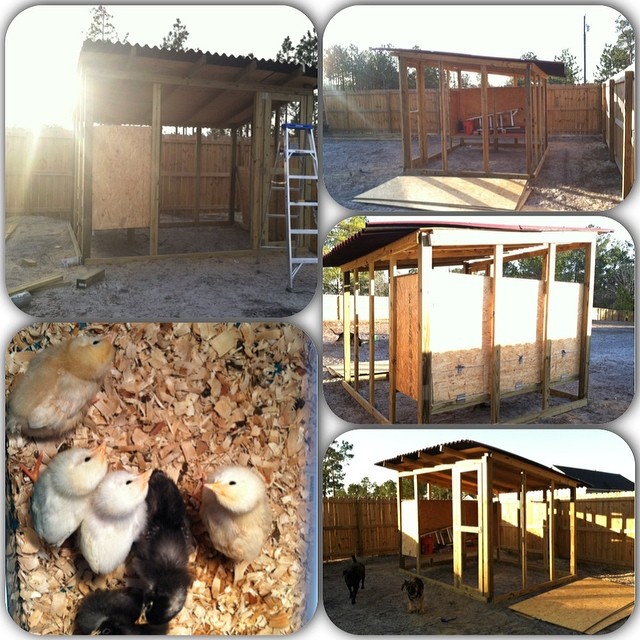 The begining stages of the coop.