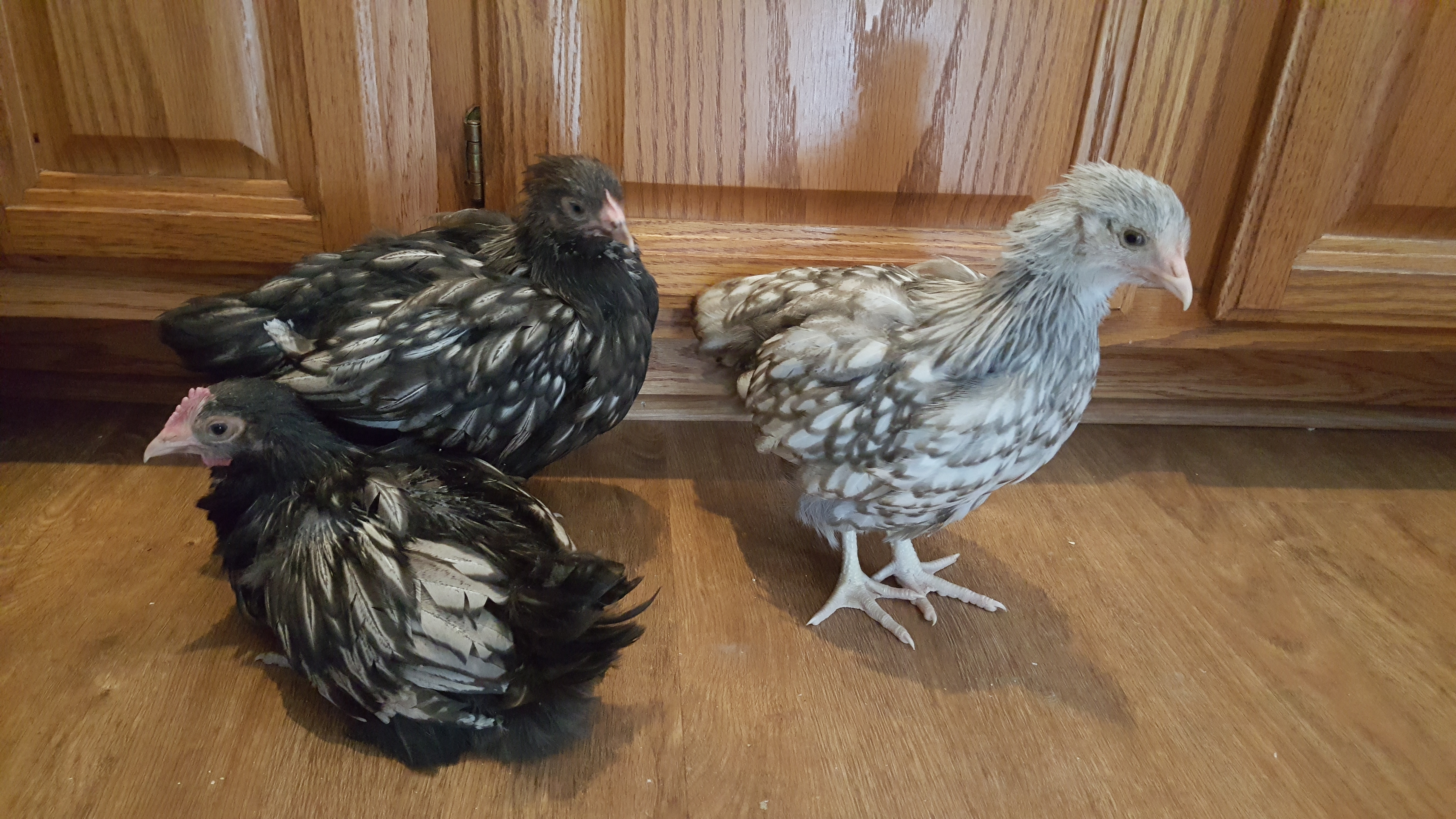 The beginning of my flock. 8 week old English Orpingtons, a pair of silver lace and a blue lace.