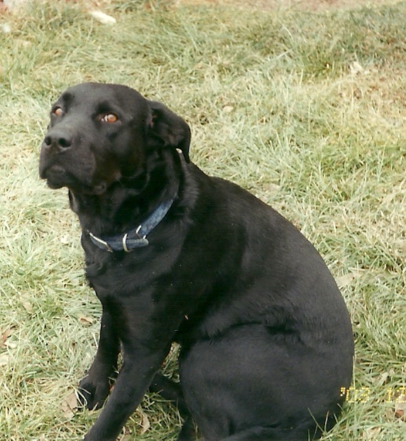 The best dog EVER.  My pit bull/lab, Boom-Boom