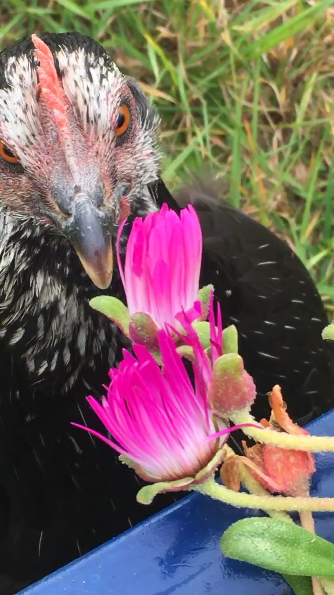 the best garden helper