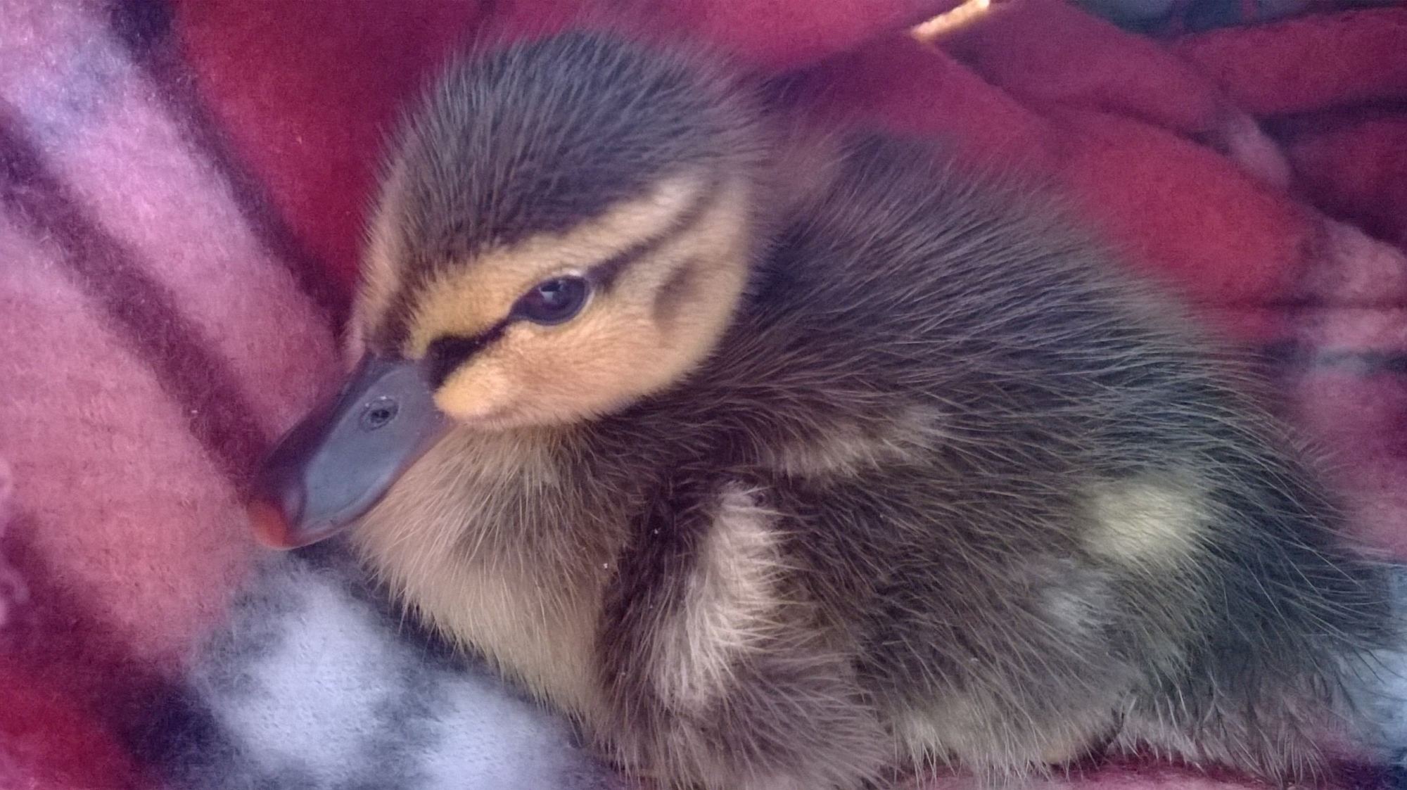 The best pic of Nugget!