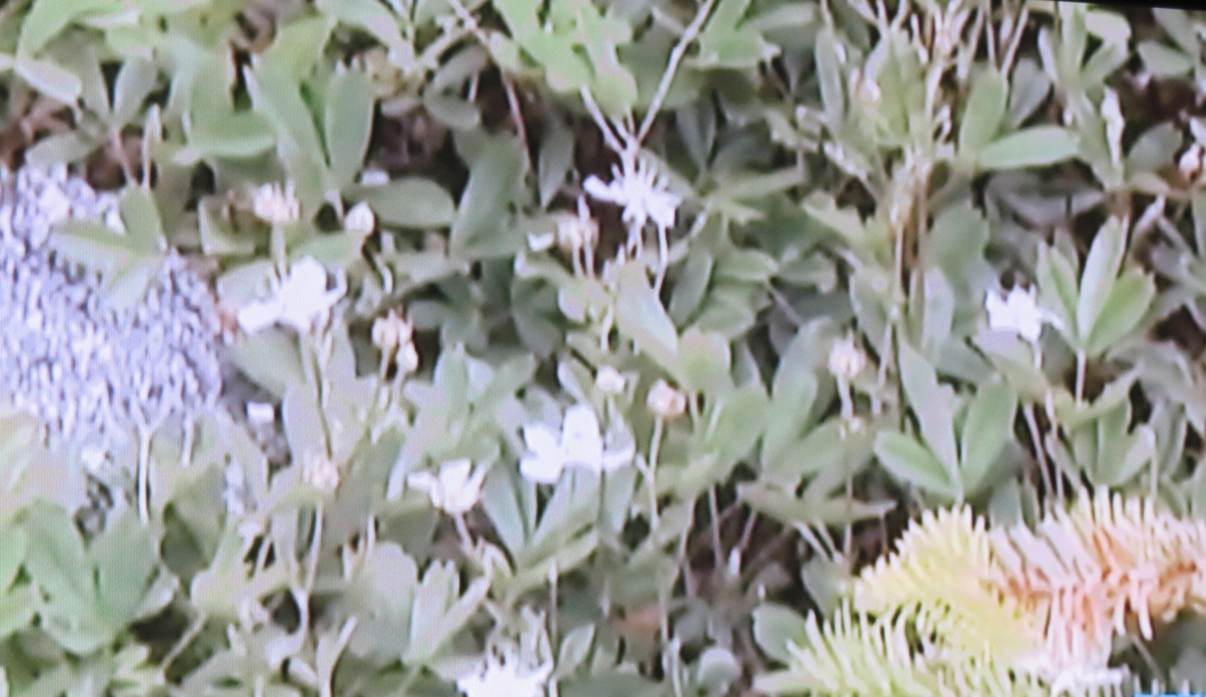 The best time for viewing plants in bloom is early June