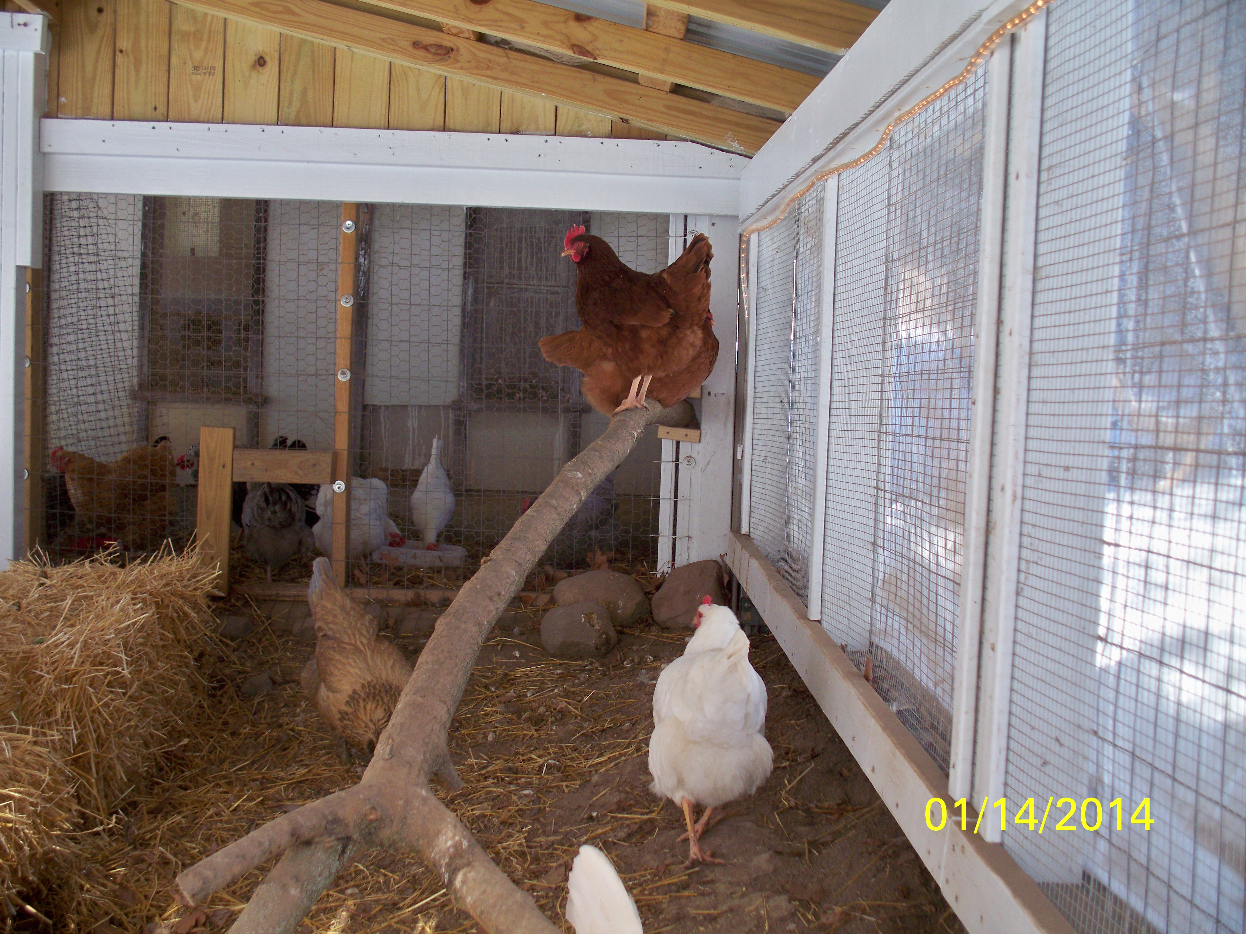 The big branch I added gives them a hangout place. I have seen it completely full! It is screw in and supported at the far end and screwed in at the bottom the close end.