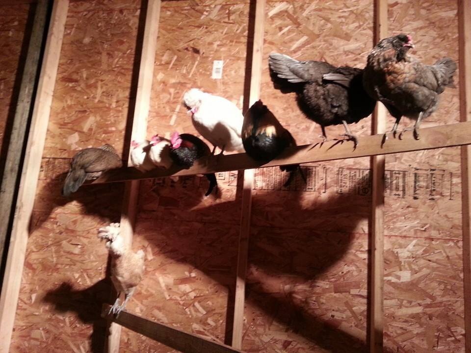 The big chickens roosting.