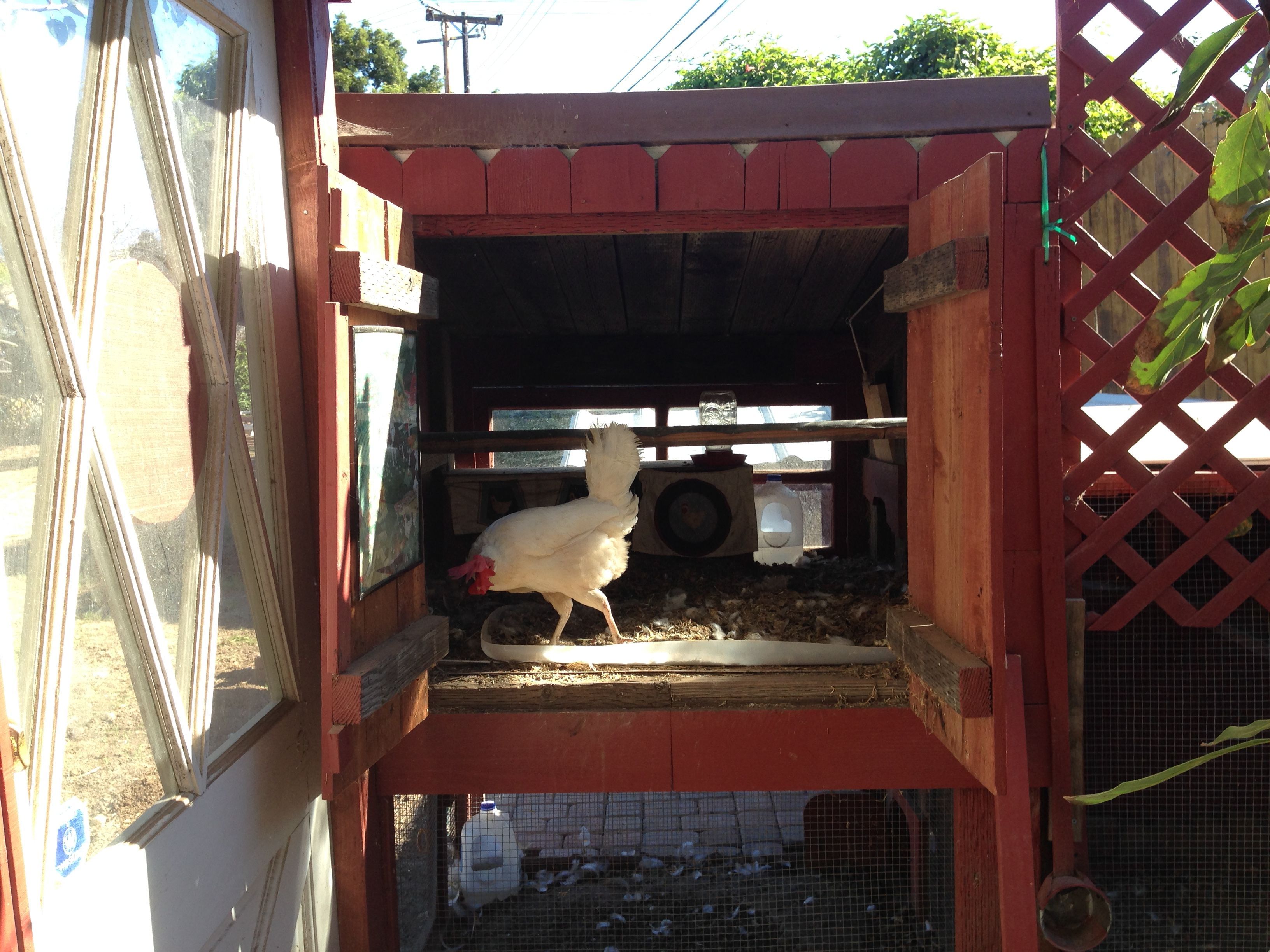 The big coop doors are mainly for cleaning access. I found that if I leave them wide open during the day, the coop dries out and stays cleaner. Poop dries in the sun, bugs fly out. The coop is 35" from the ground, and the hens fly right up into it from their enclosed yard area. Their "official" access to the coop is via a roost and ramp in a fully enclosed run, that lead to a small chicken door in the coop.