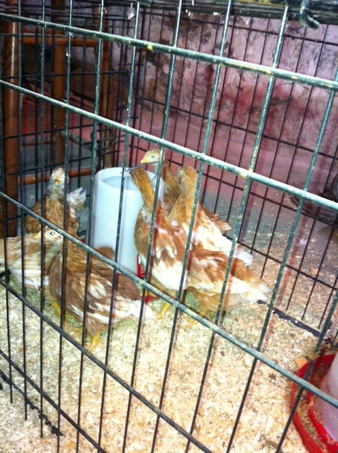 The big girls - 7 weeks old - I believer all golden comets purchased from TSC as assorted pullets