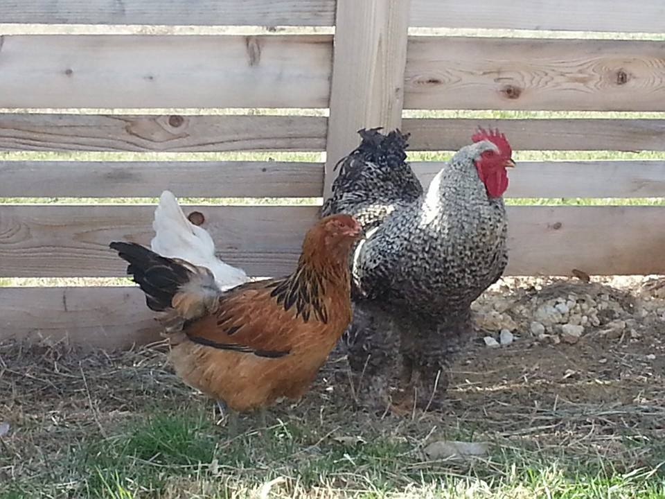 the big ol' rooster and the other ameraucana