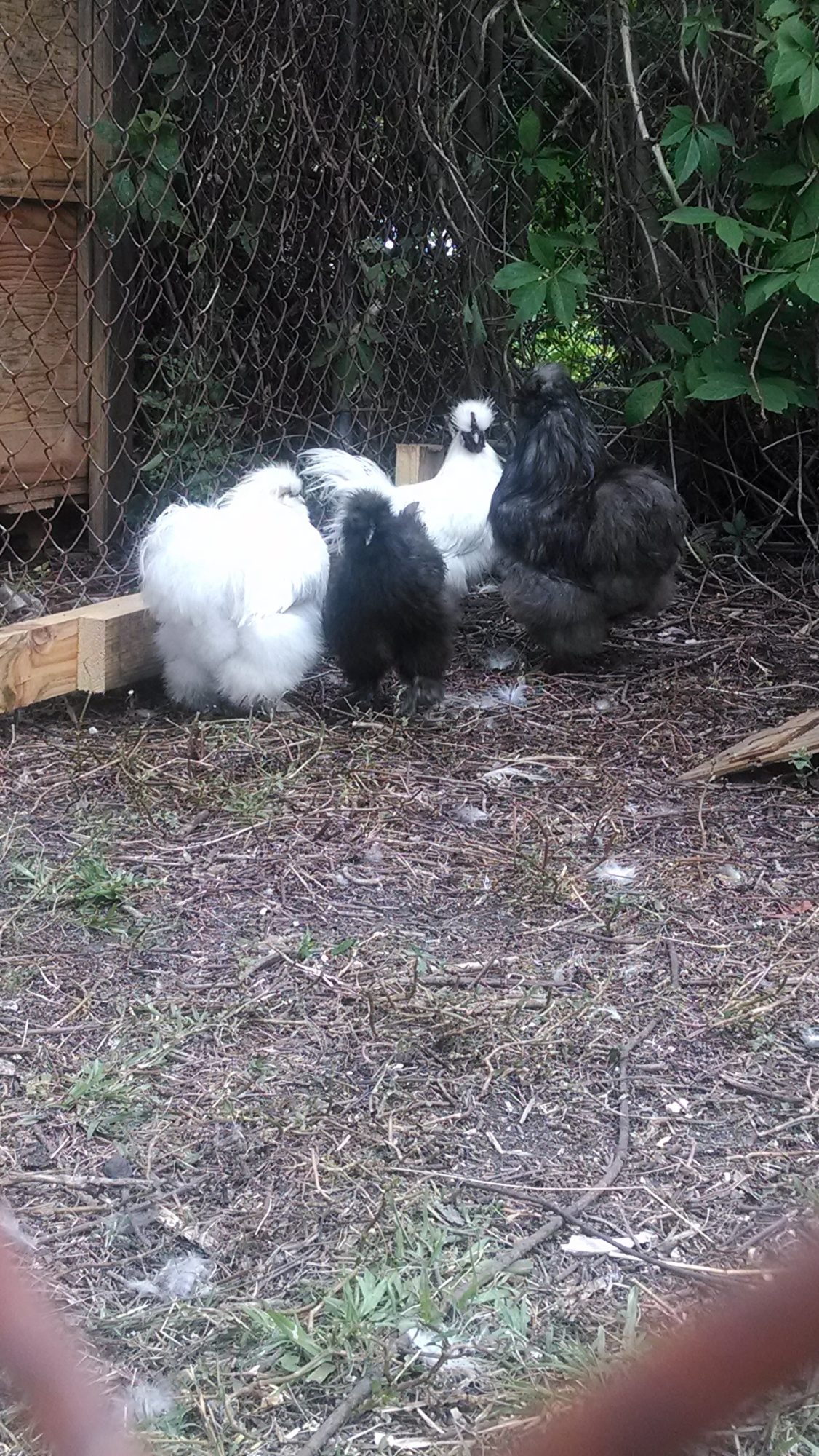 The big Silkies, 2 Roosters, Bumble and Yukon Cornelius, Hens, Clarice and Charlie(in the box)
