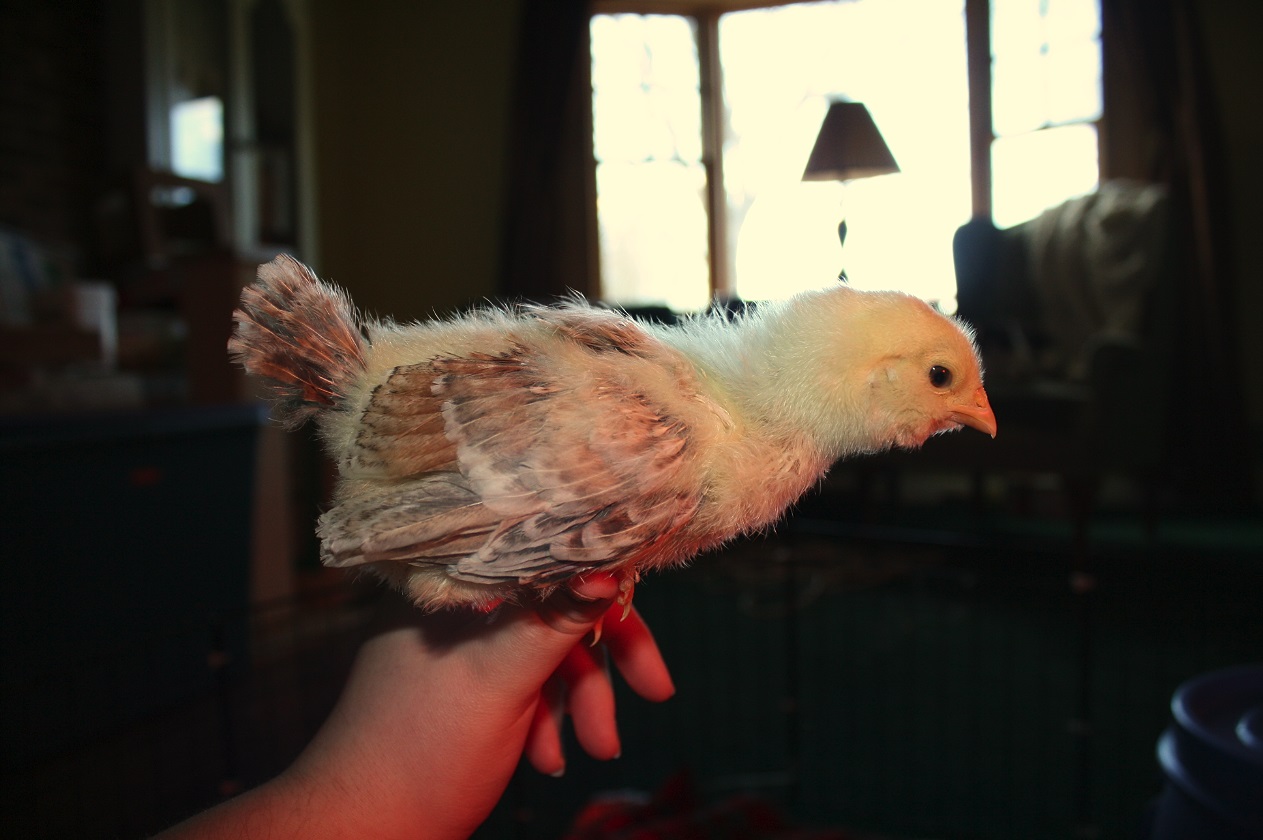 The biggest, assuming female. Y/N?