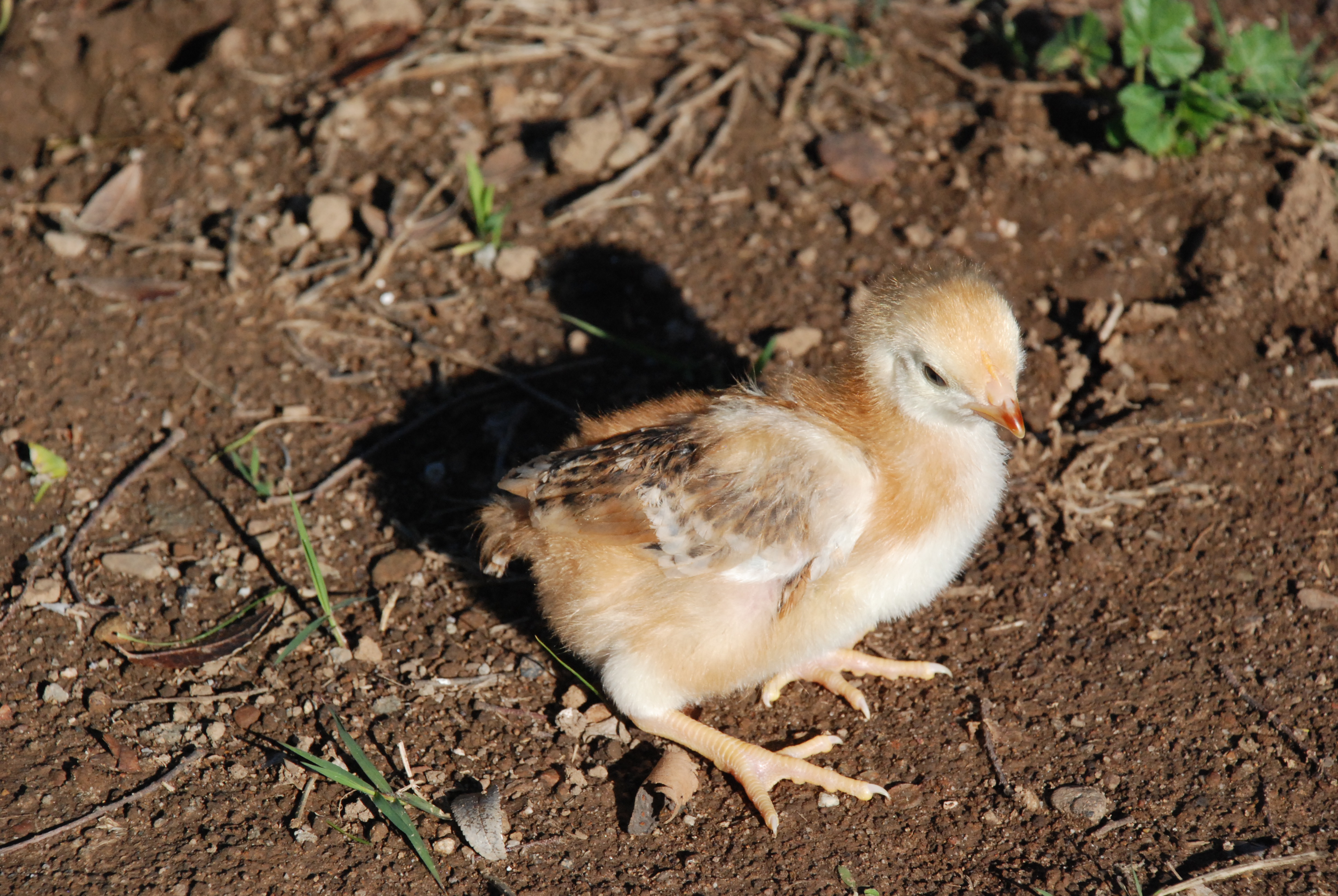 the biggest/oldest chick