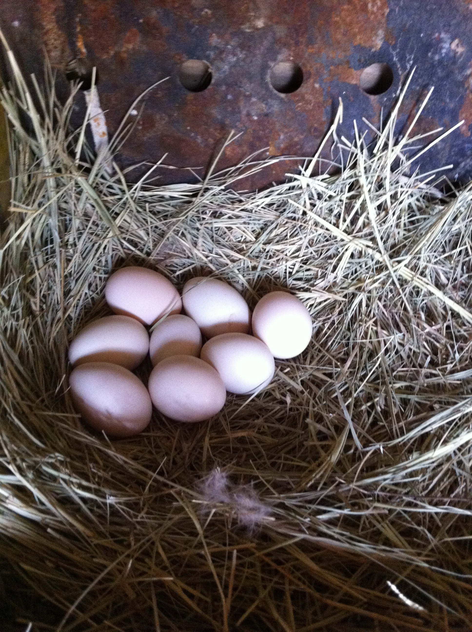The Birchens started to lay!