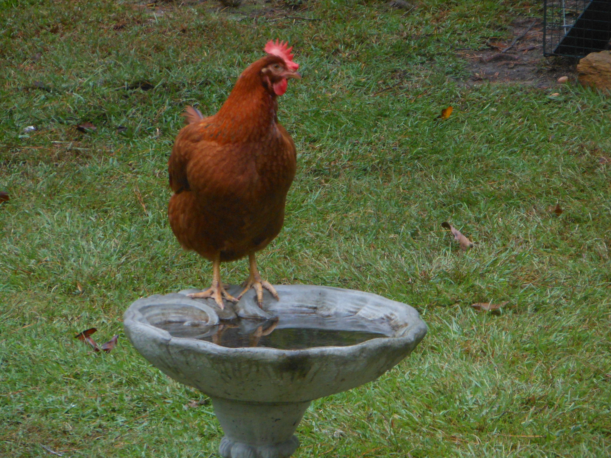 "The Bird Bath" (Sandra)