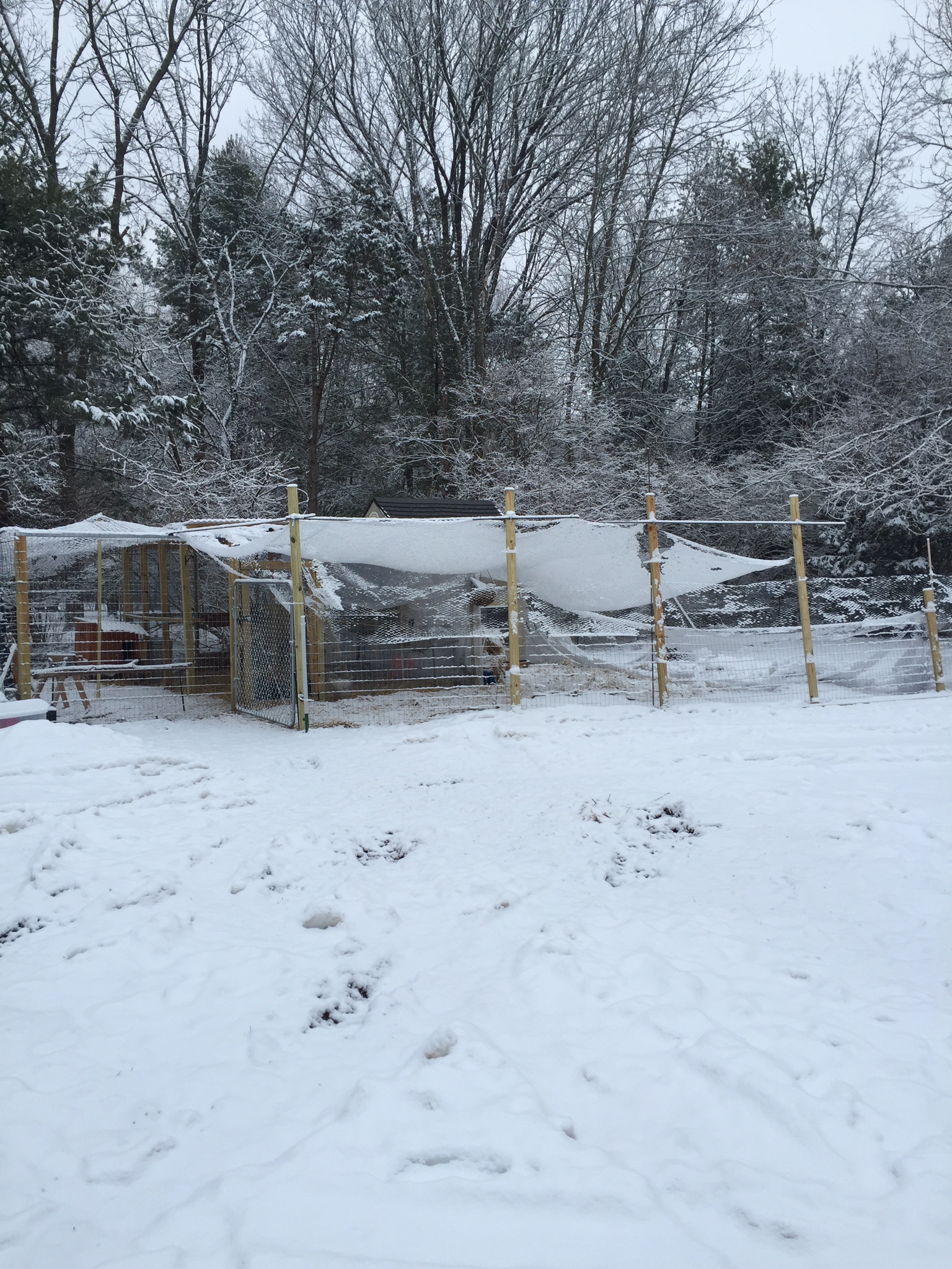 The bird netting that I put up is sagging under the snow. Time to knock it off. Project for the warmer weather is to build a real framework.