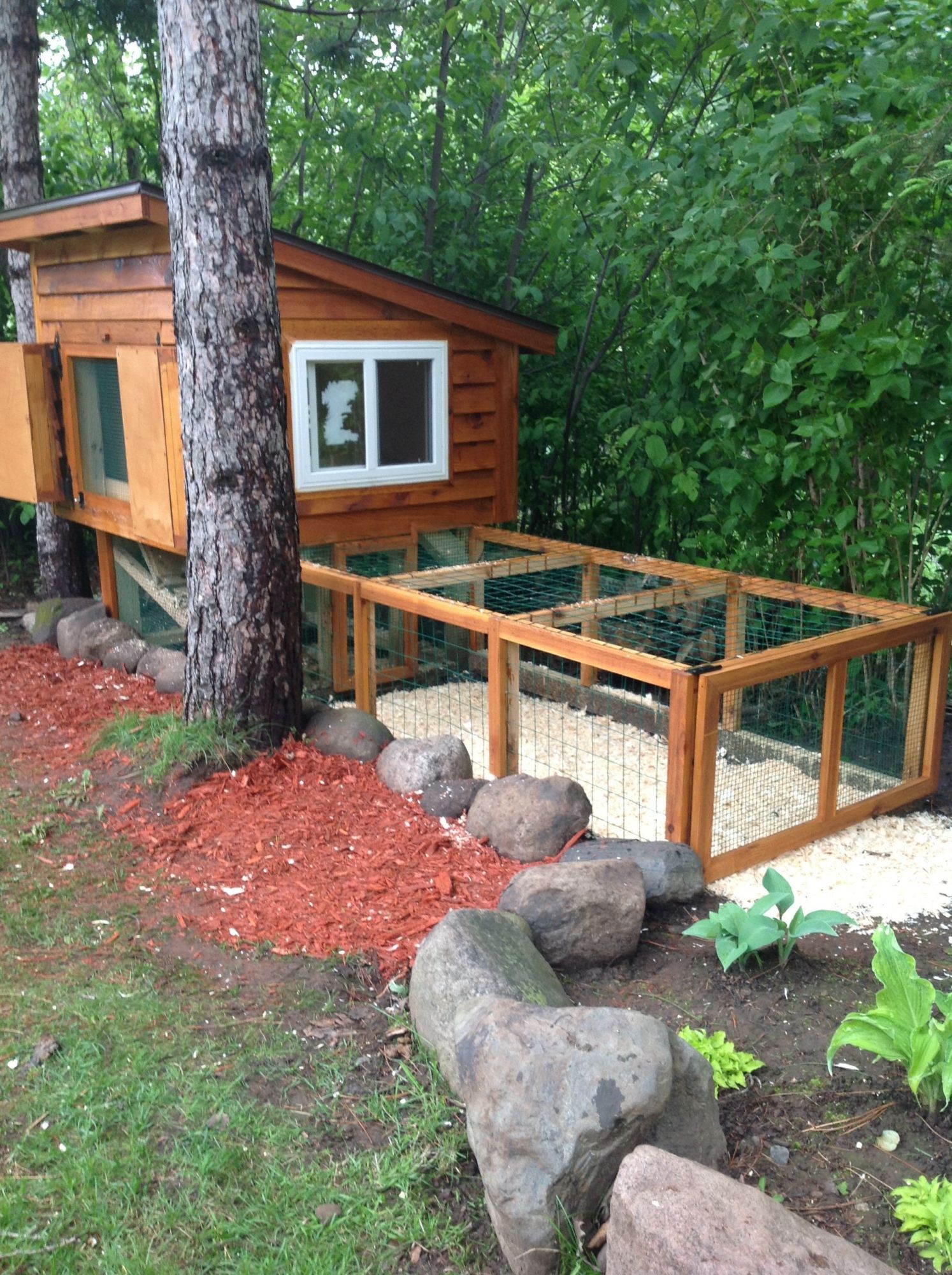 The birds like the window view of the run