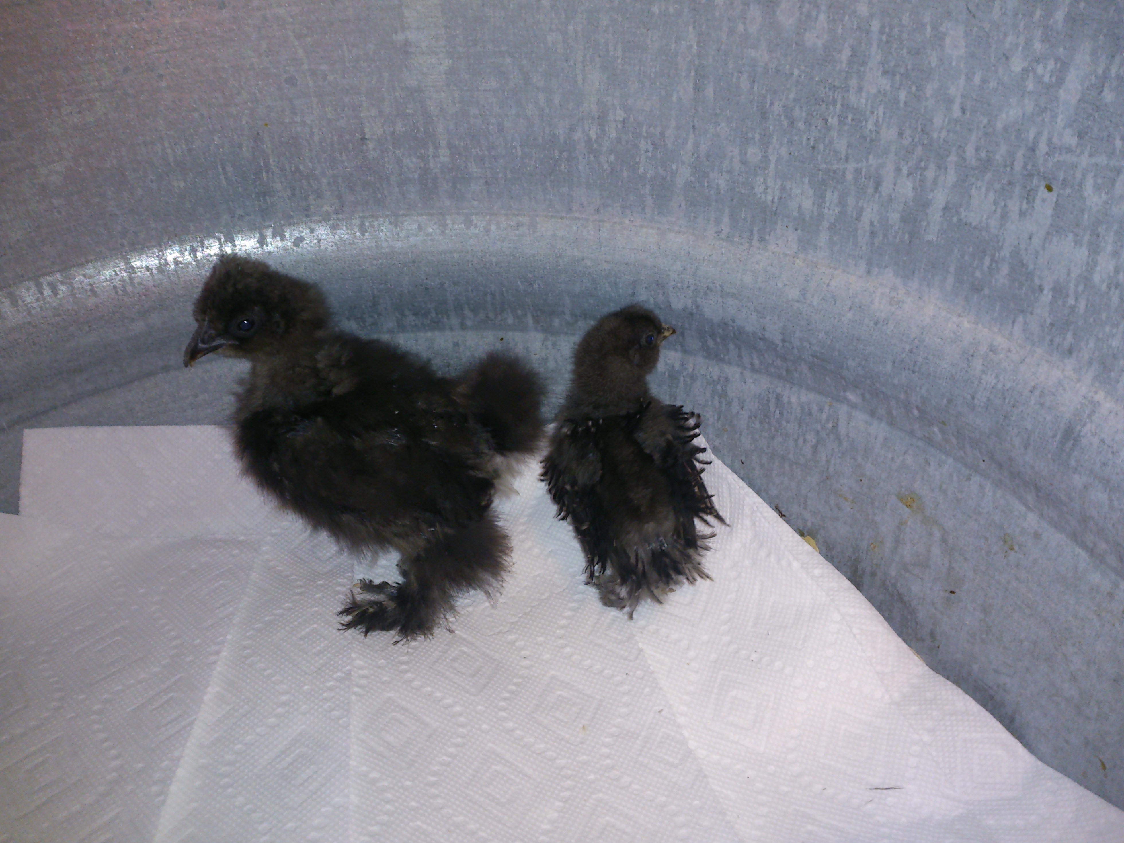 The Black Bearded Silkie on the left was 2-3 weeks old when I received it along with a surprise,  Black Sizzle...